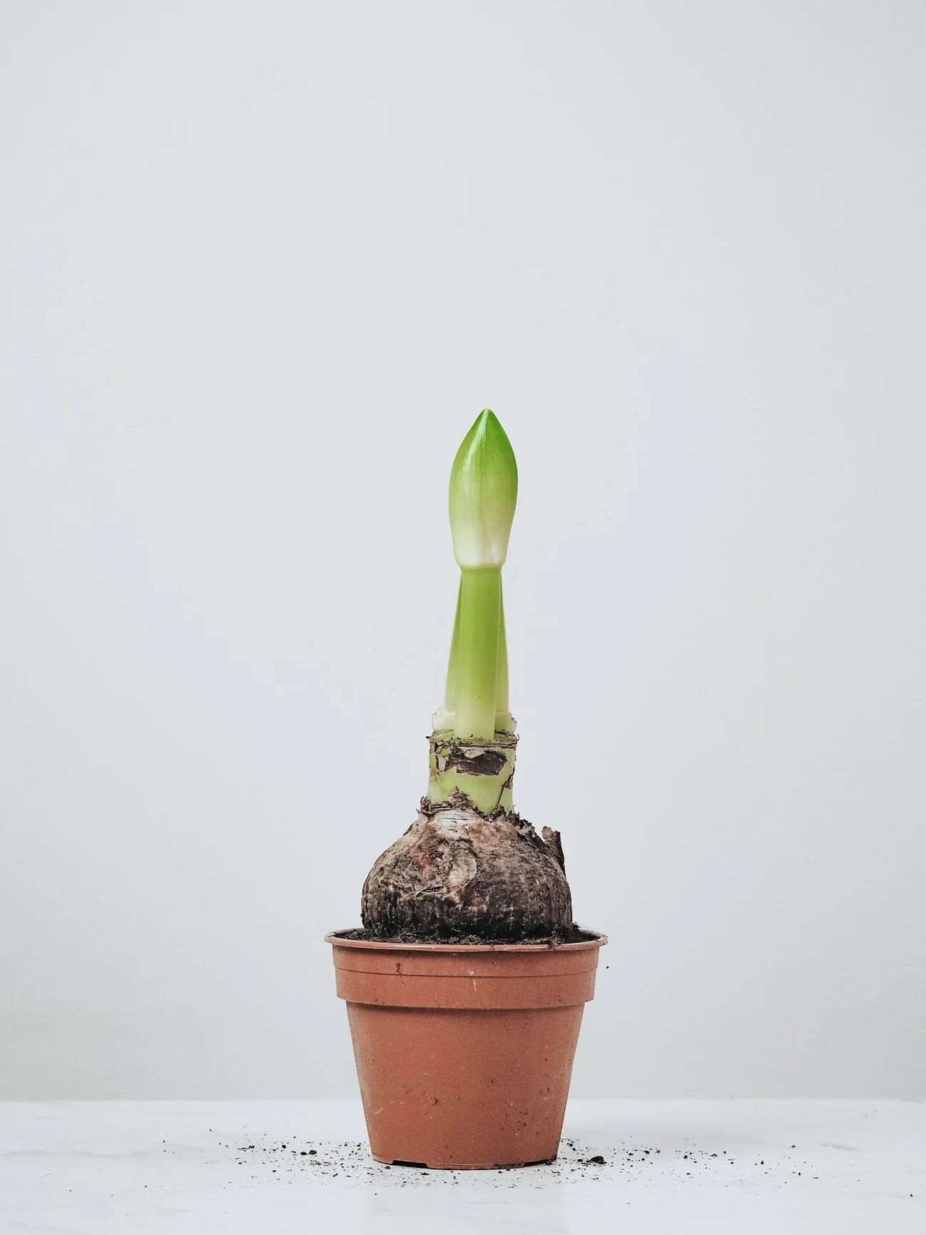 Amaryllis ´Minerva´ - Plantredo