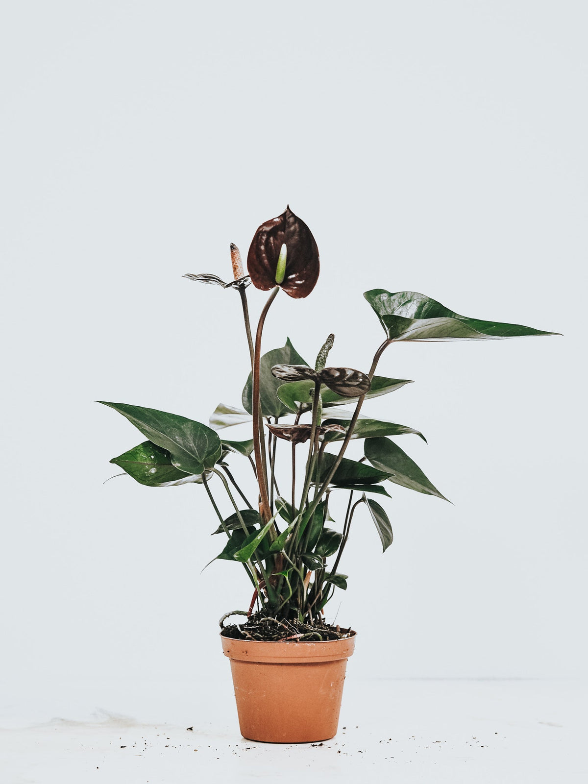 Anthurium Black Love - Plantredo