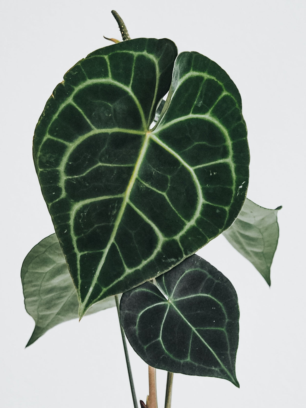 Anthurium Clarinervium - Plantredo
