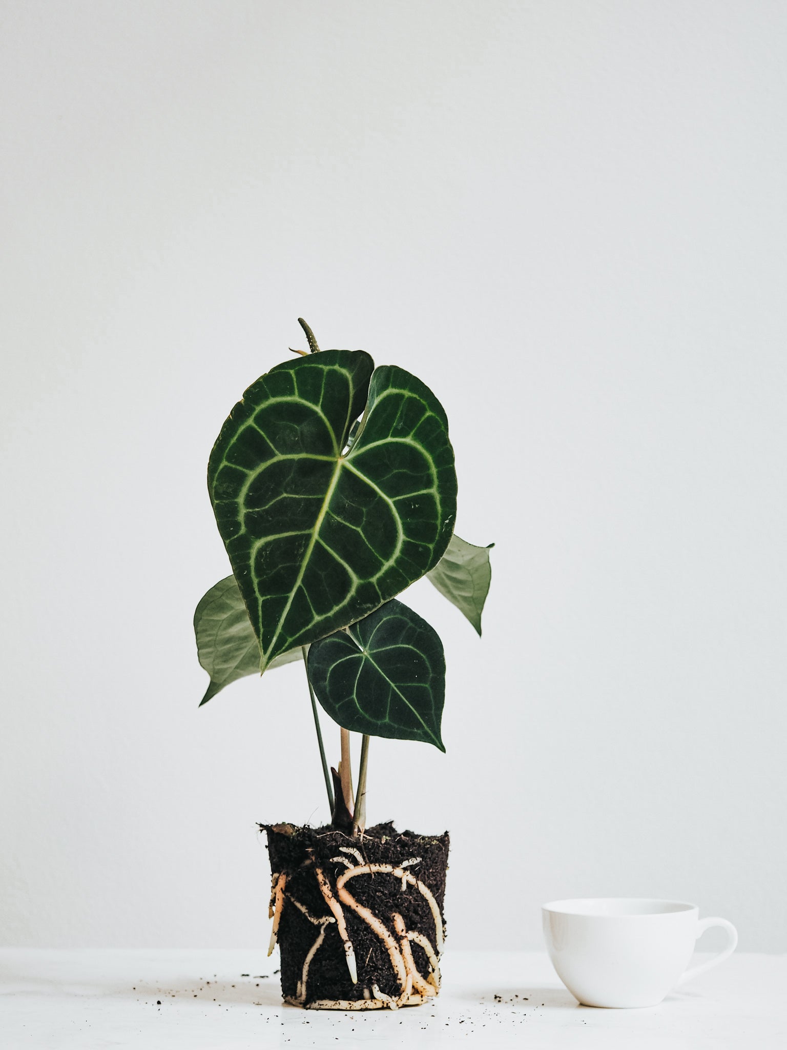 Anthurium Clarinervium - Plantredo