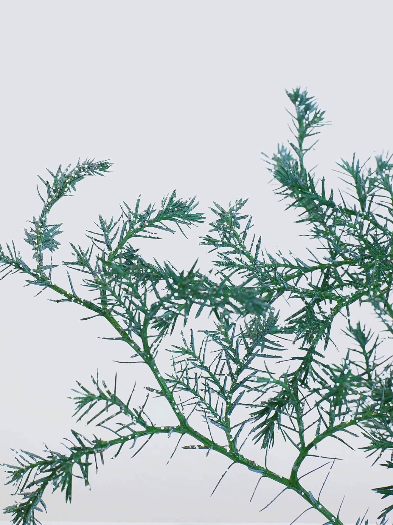 Ärtcypress 'Squarrosa' - Plantredo