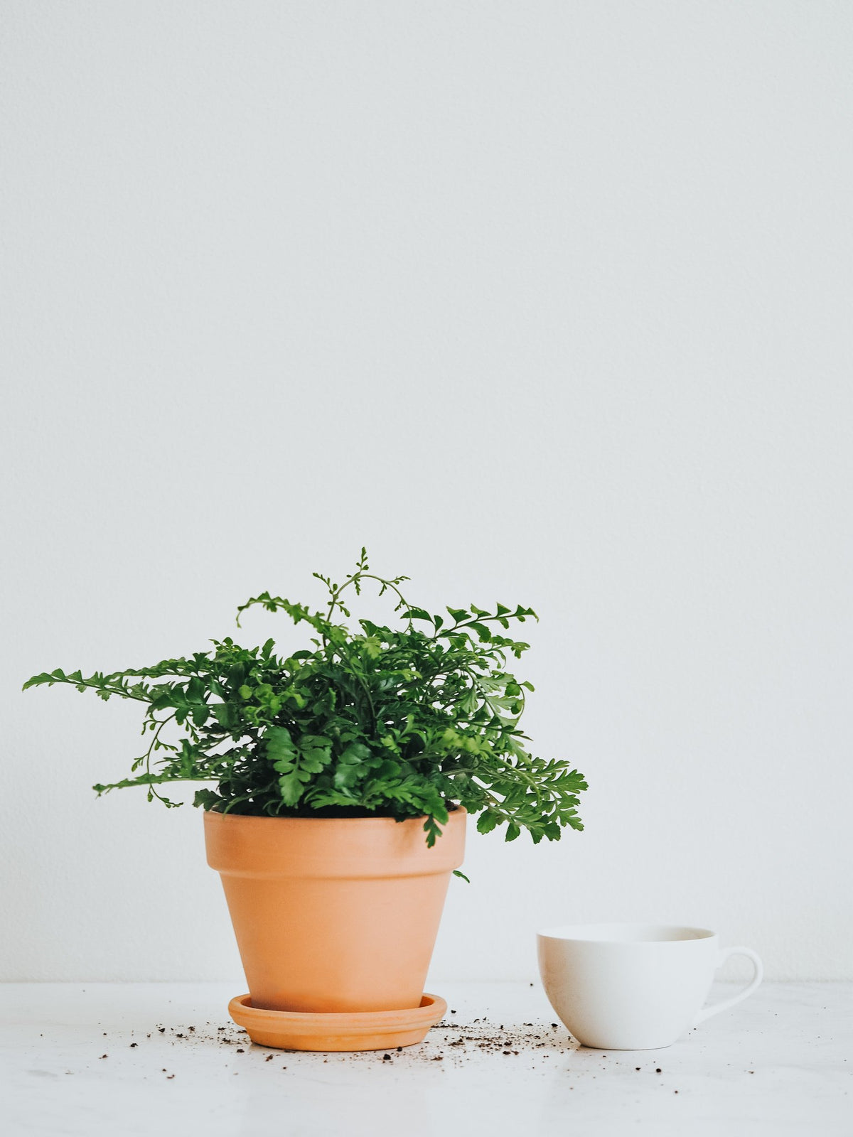 Asplenium Dimorphum - Plantredo