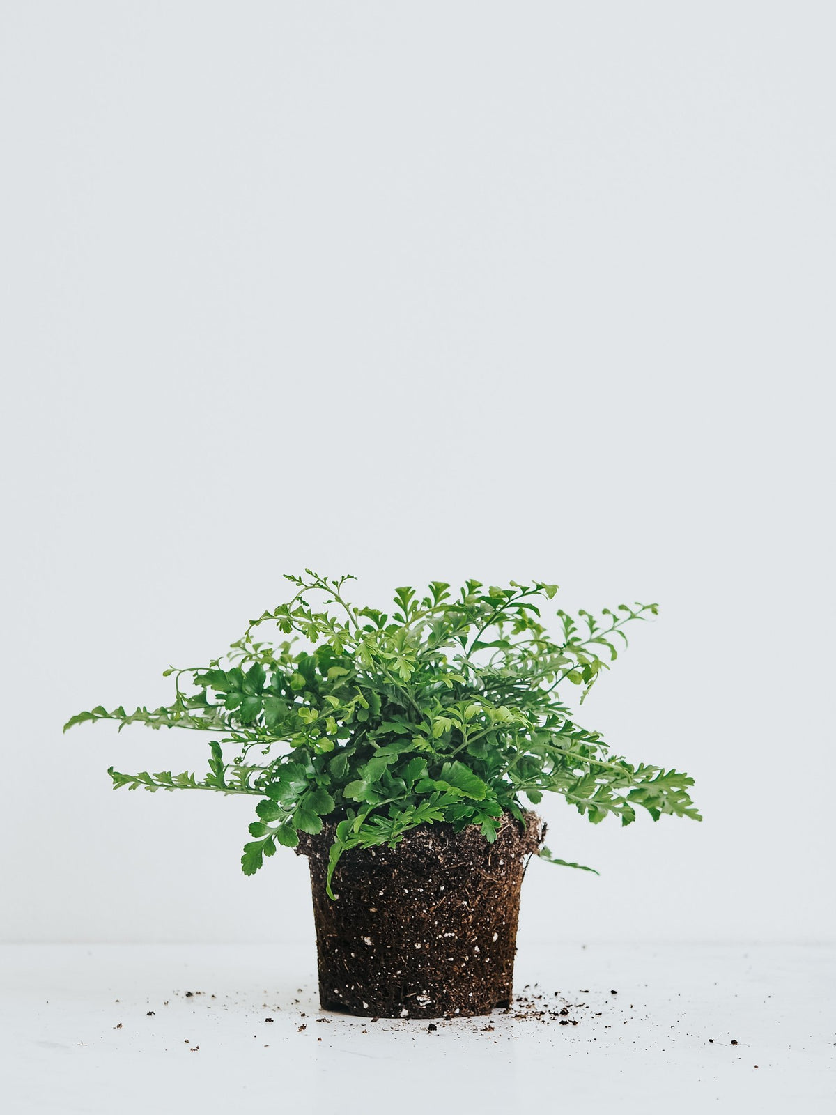 Asplenium Dimorphum - Plantredo