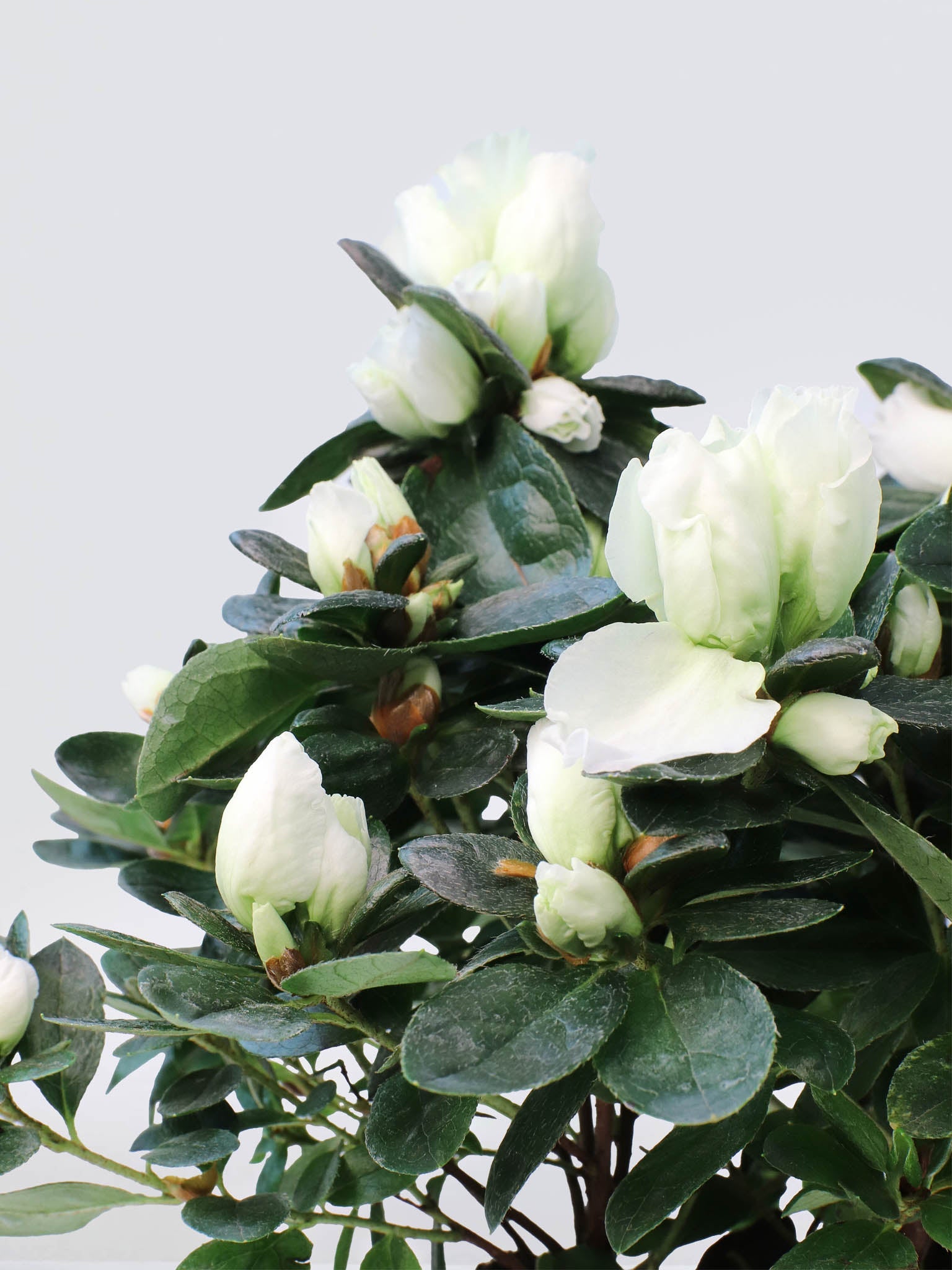 Azalea Vit - Plantredo