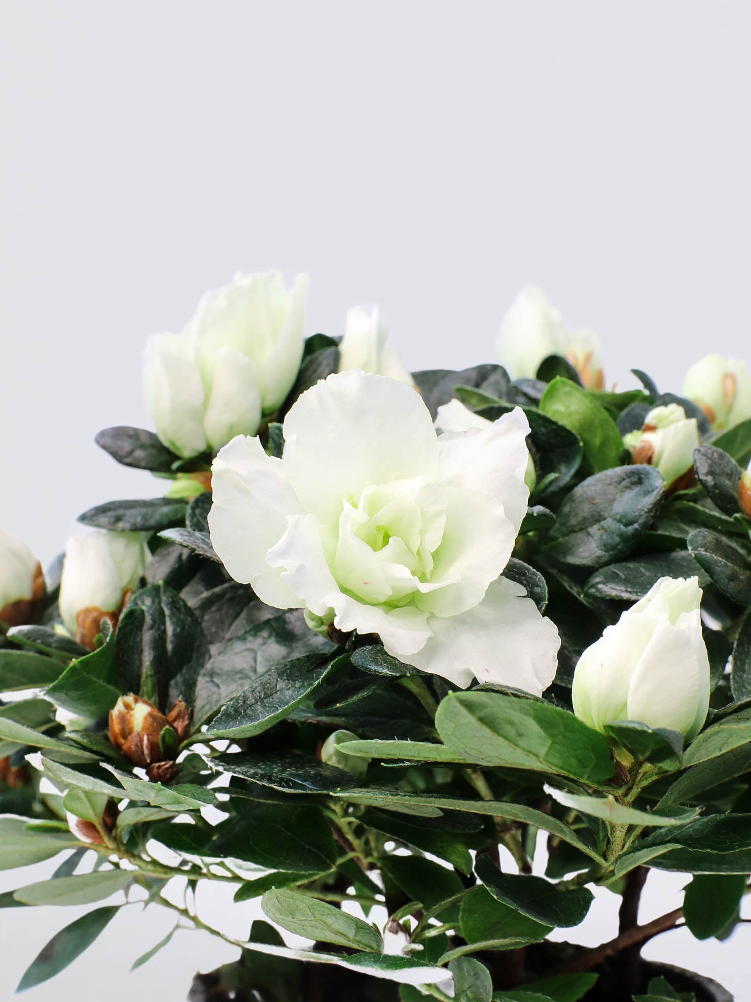 Azalea Vit - Plantredo