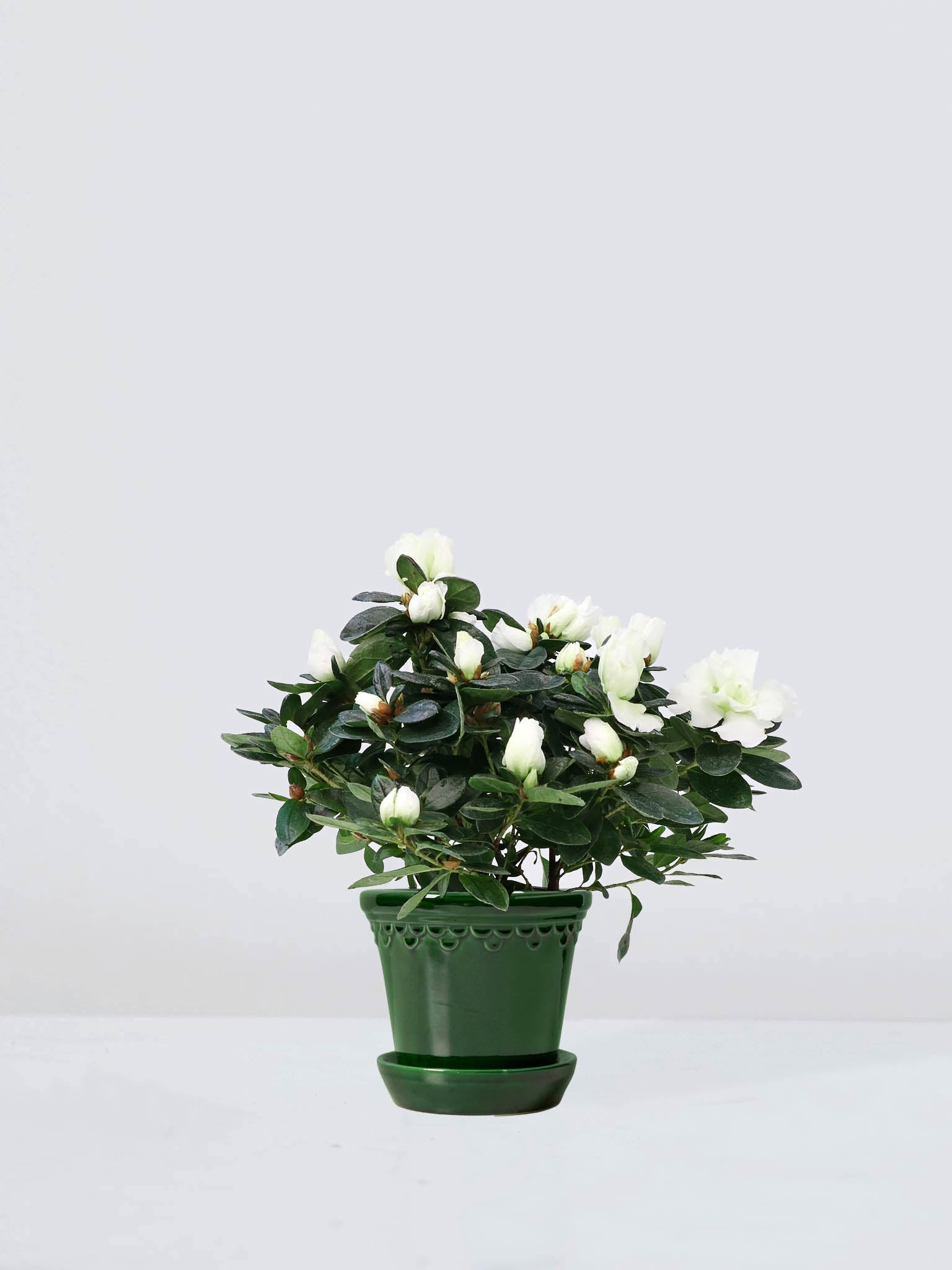 Azalea Vit - Plantredo
