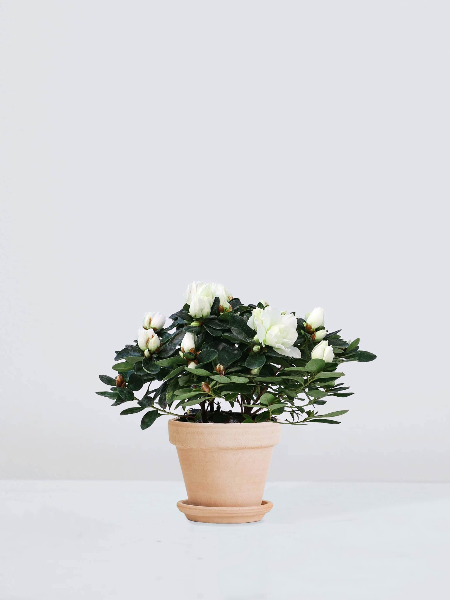 Azalea Vit - Plantredo