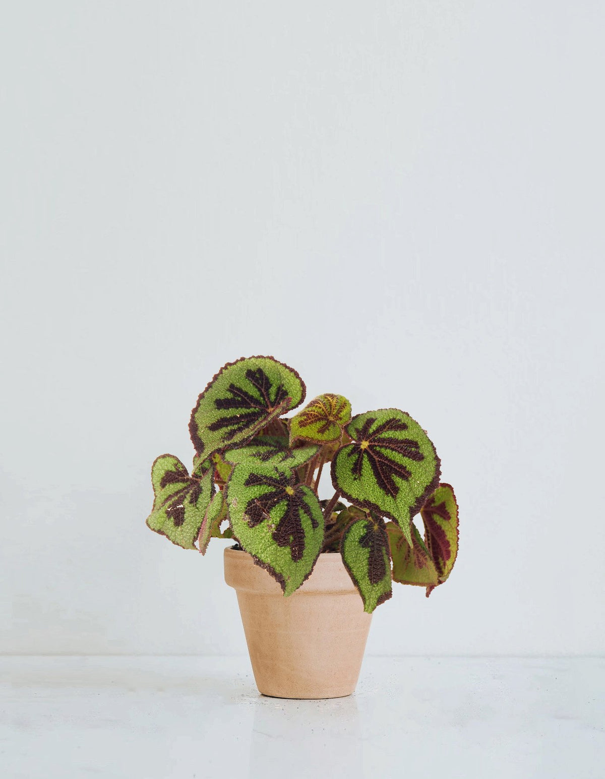 Begonia masoniana ’Rock’ - Plantredo