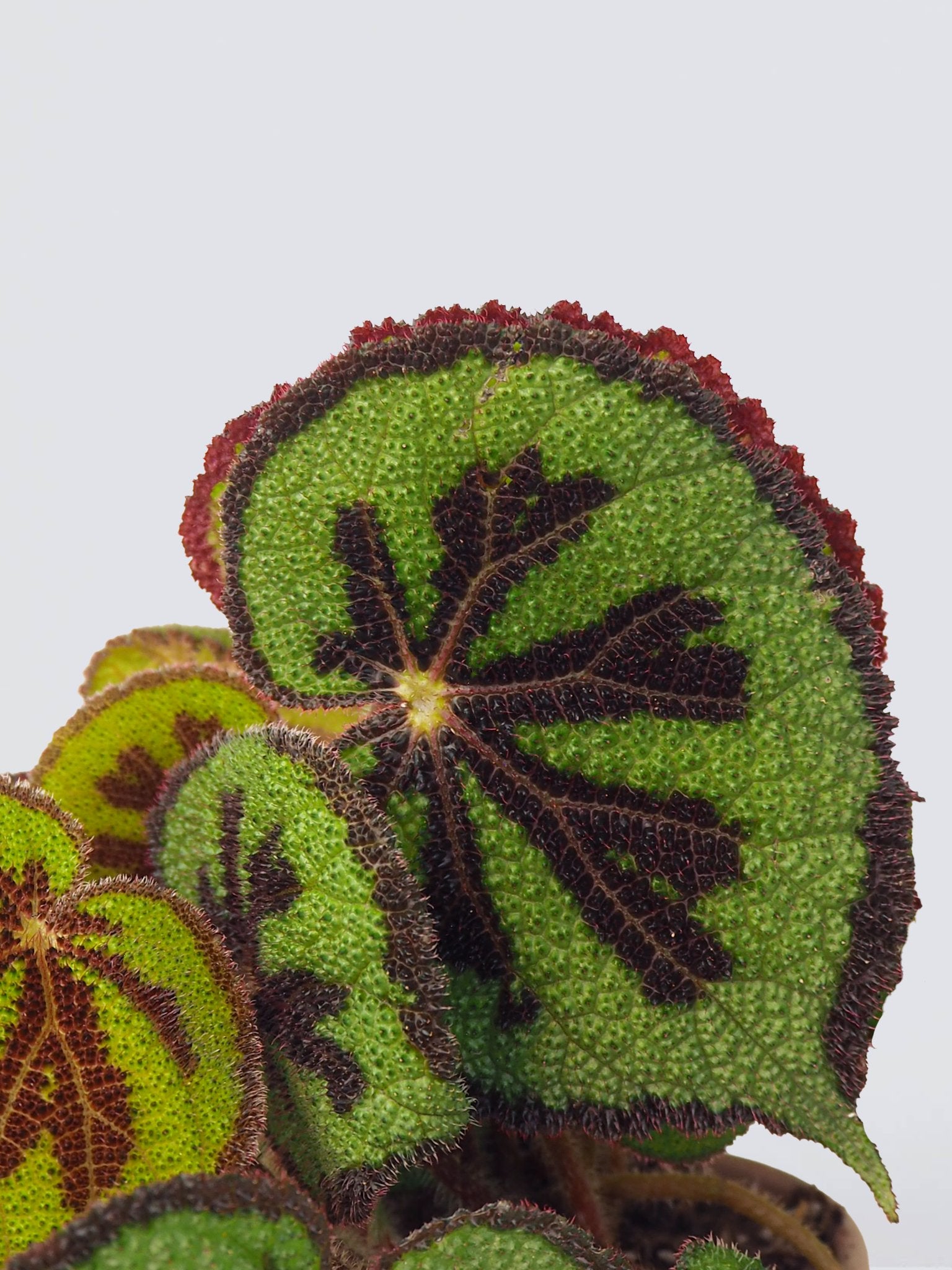 Begonia masoniana ’Rock’ - Plantredo
