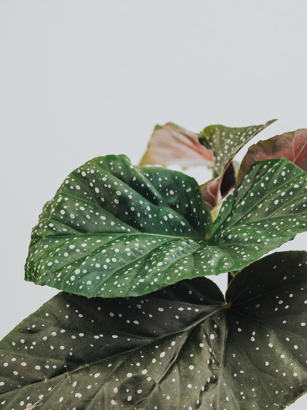 Begonia Svinöra - Plantredo