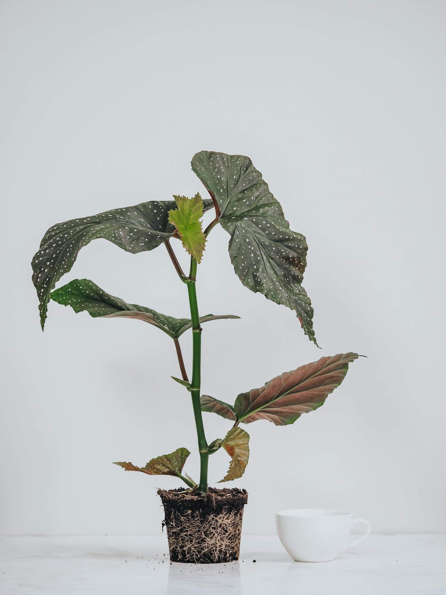 Begonia Wings - Plantredo