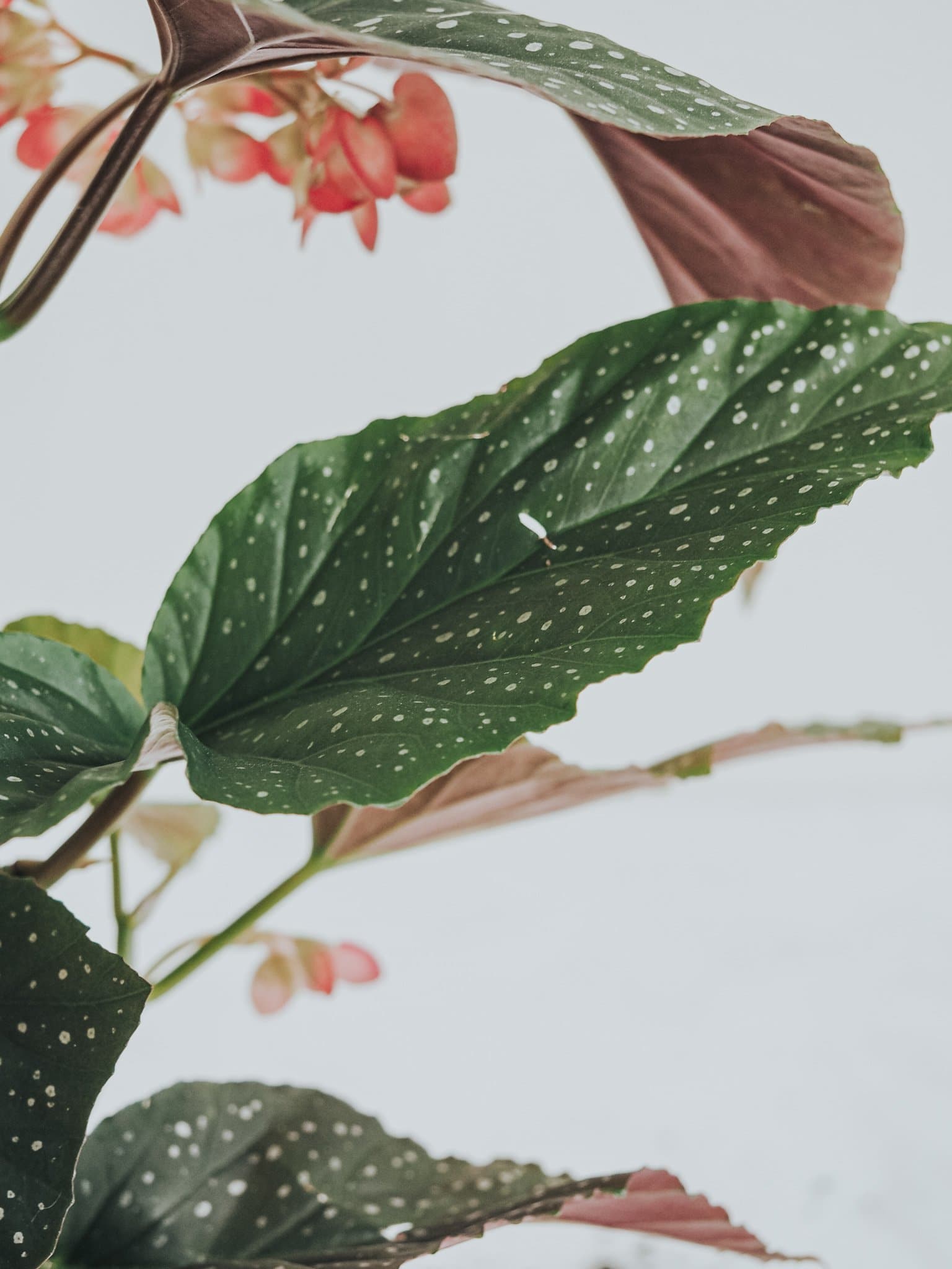 Begonia Wings - Djungelrummet