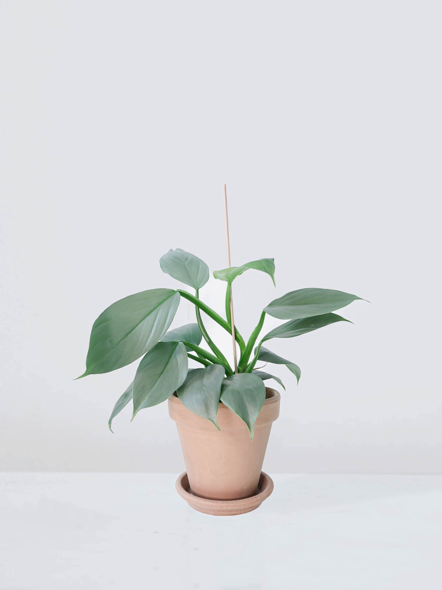 Blompinnar Trä 60 cm - Plantredo