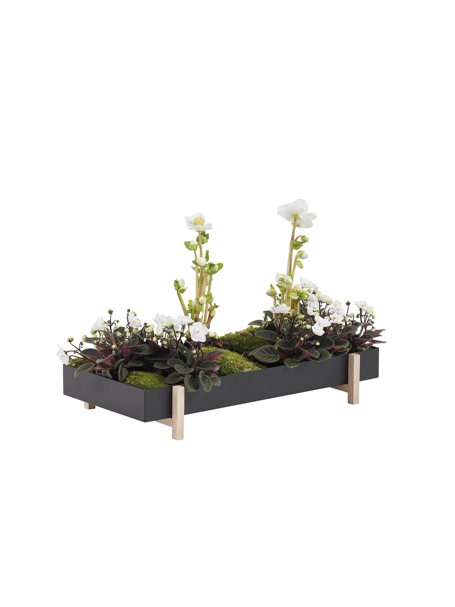 Botanic Tray, Box & Pot - Plantredo