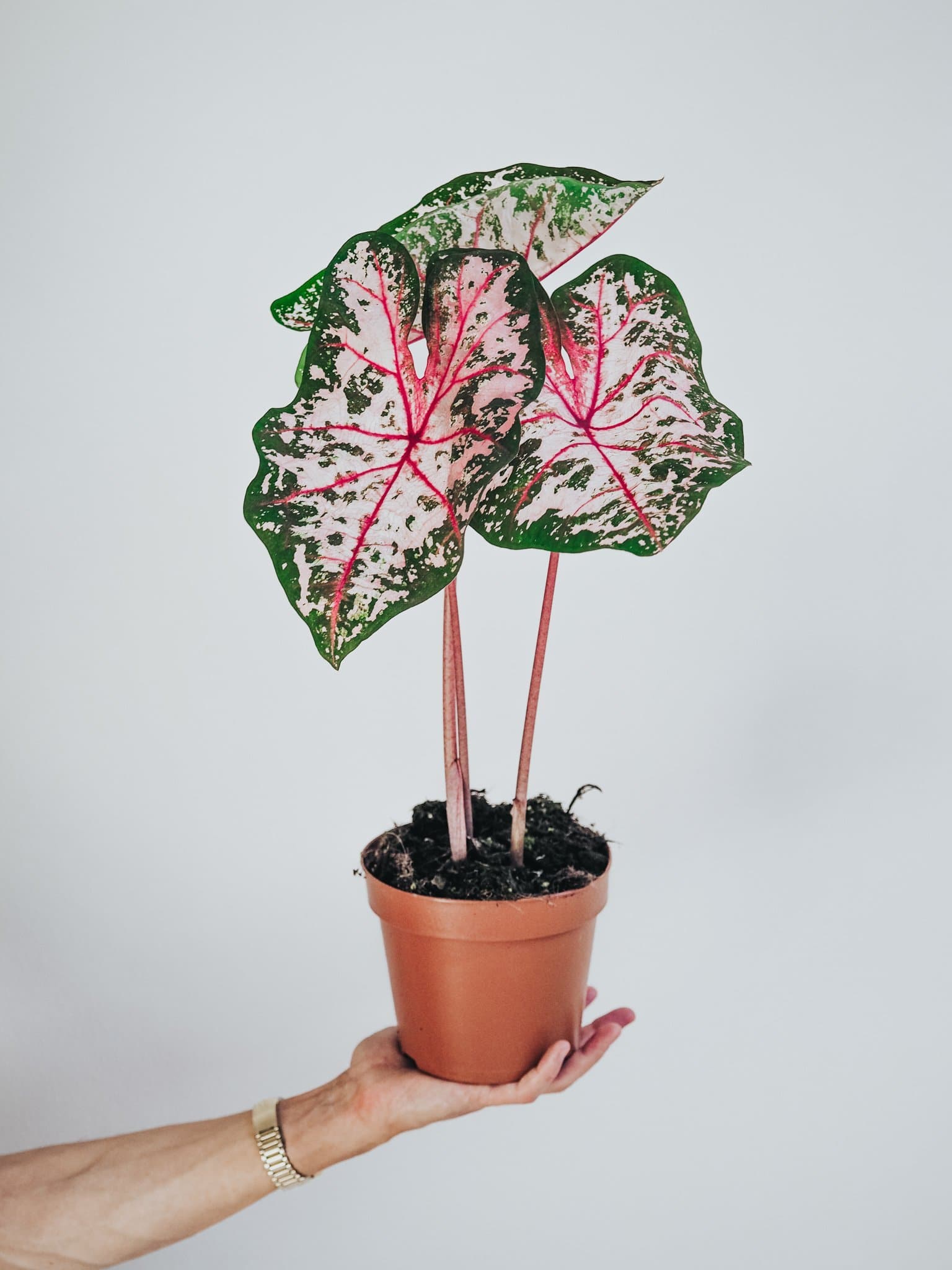 Caladium Carolyn Whorton - Djungelrummet