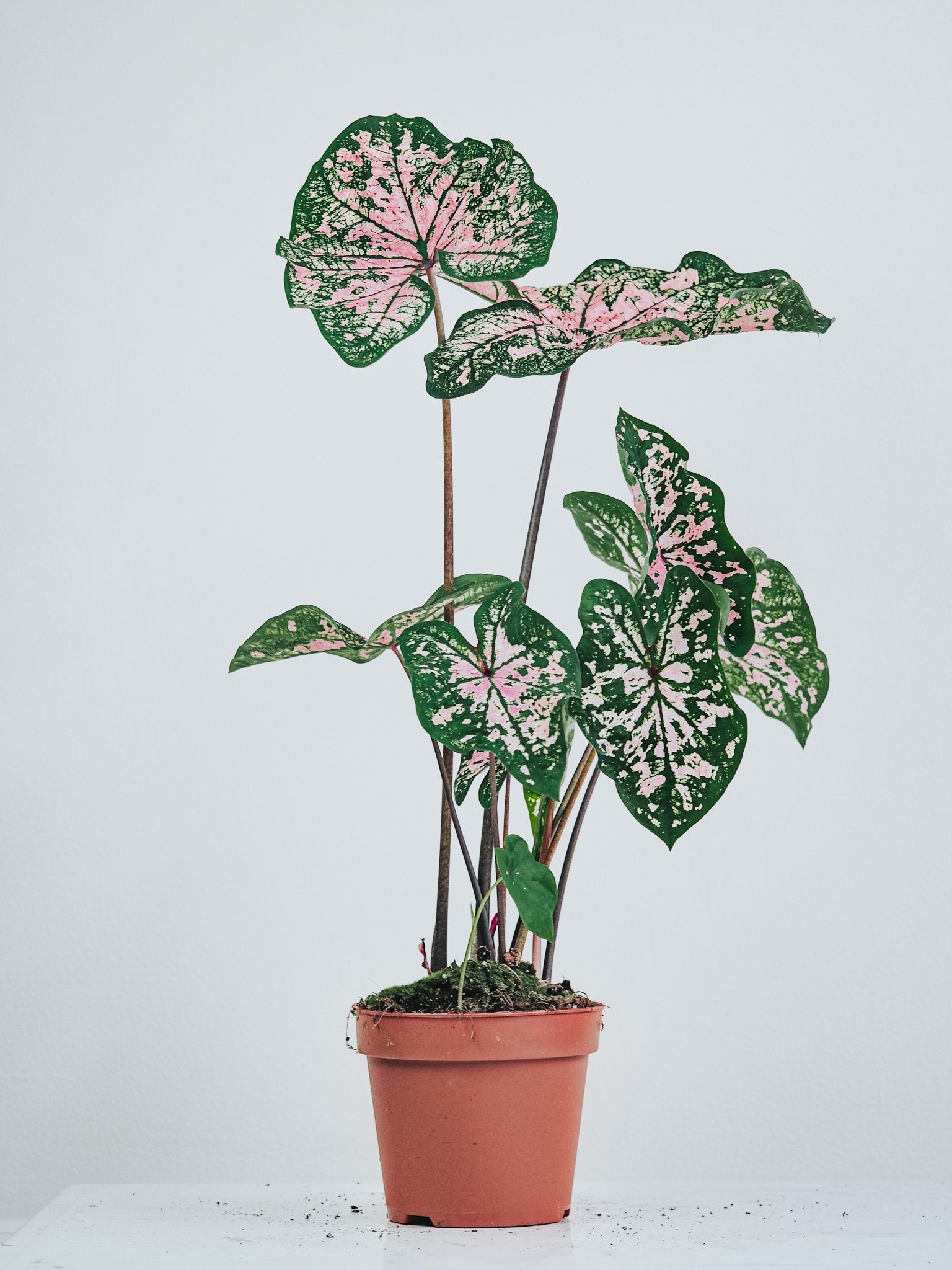 Caladium Elise - Plantredo