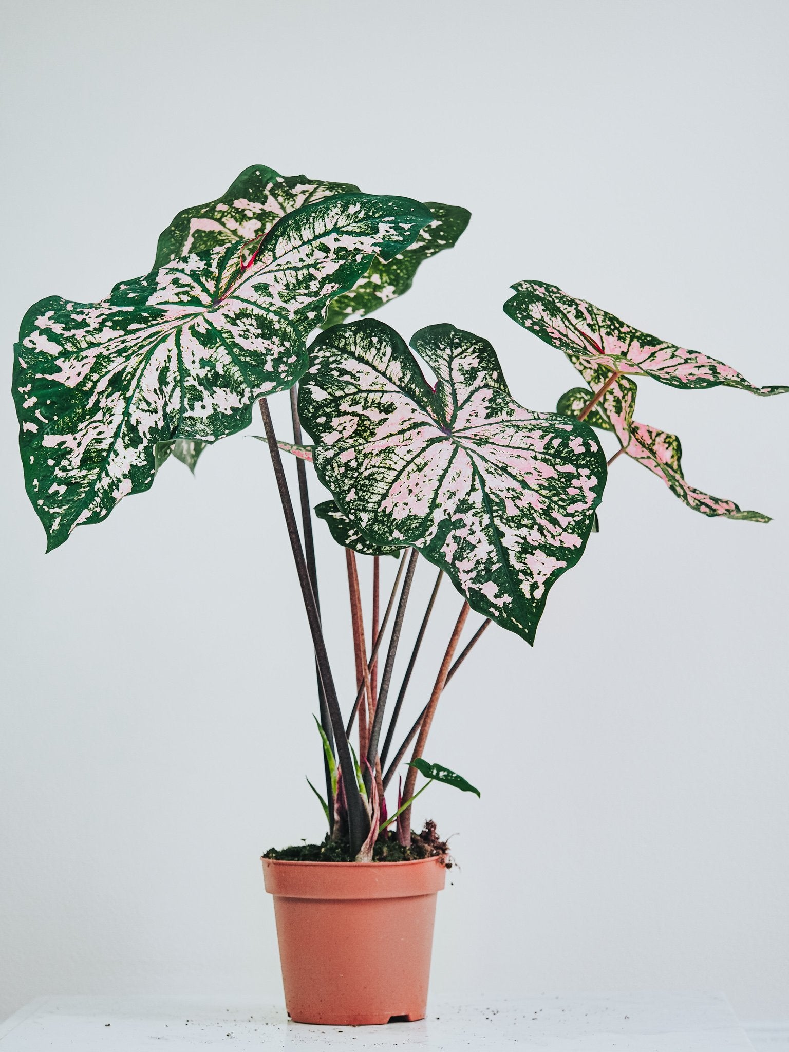 Caladium Elise - Plantredo