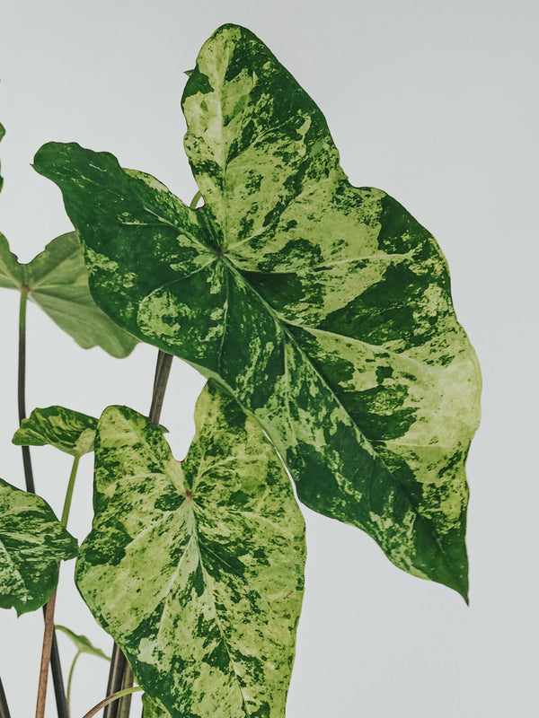 Caladium Frog in a blender - Djungelrummet