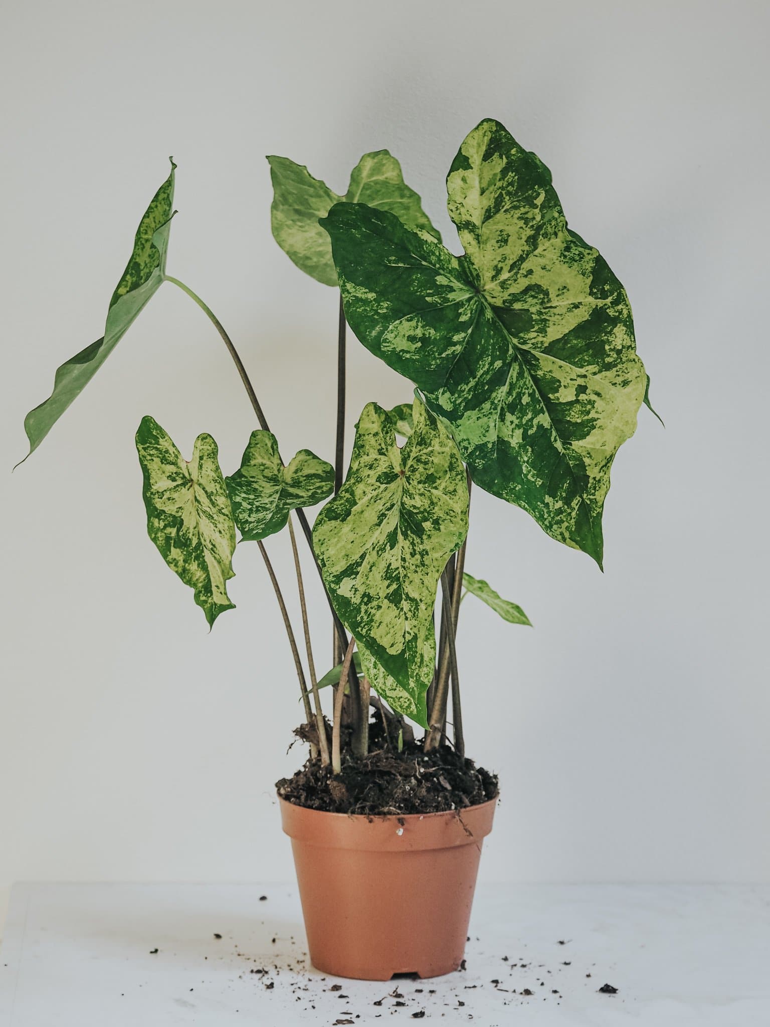 Caladium Frog in a blender - Djungelrummet