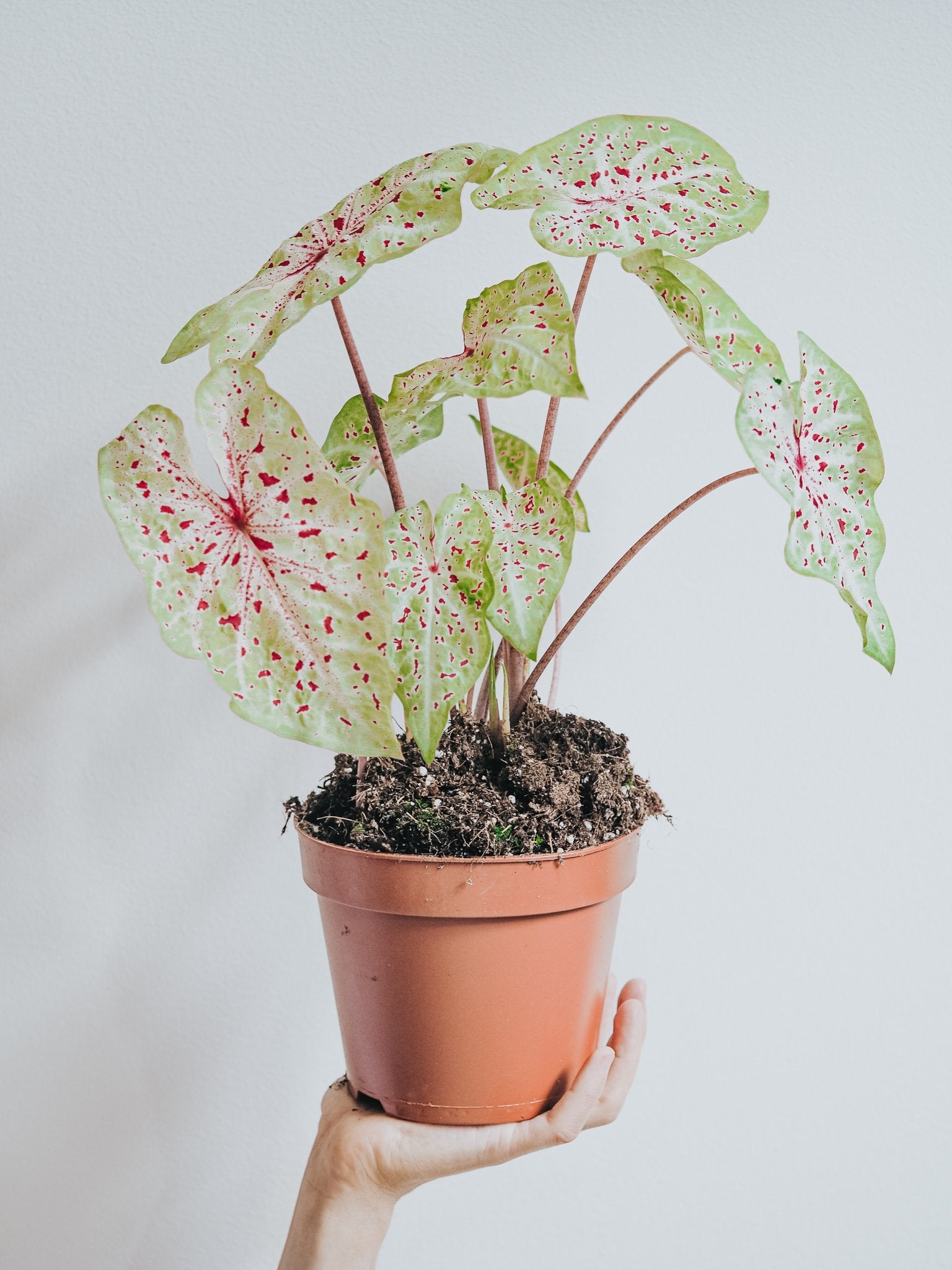 Caladium Miss Muffet - Plantredo