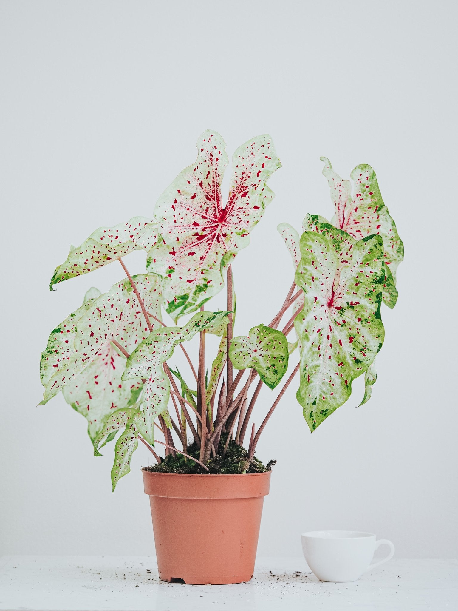 Caladium Miss Muffet - Plantredo