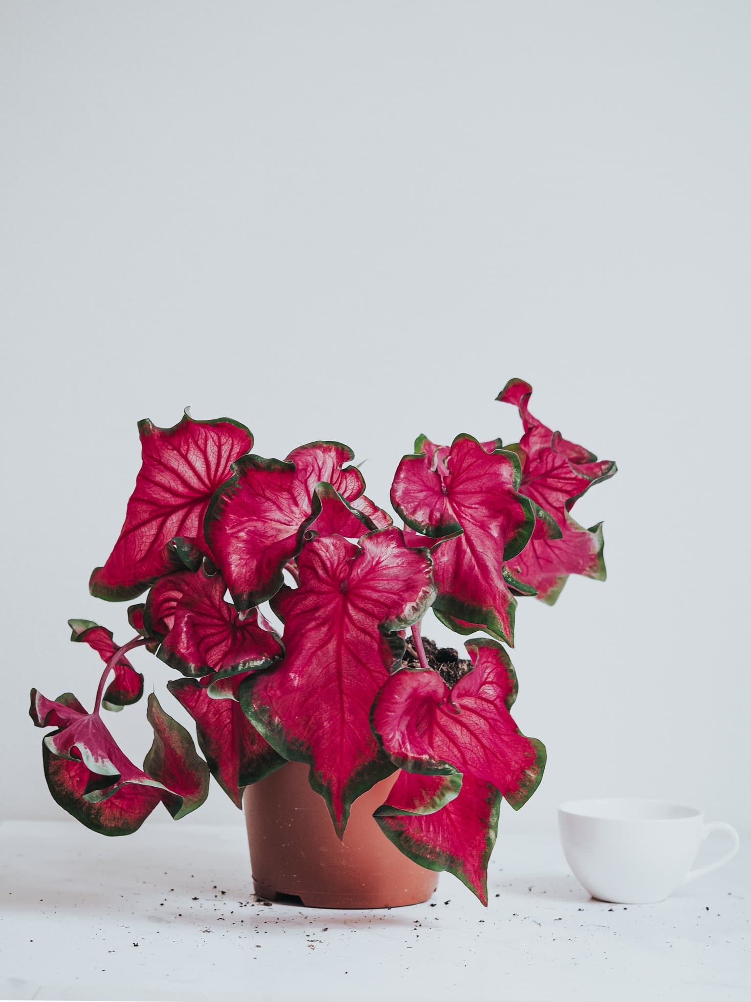 Caladium Red Ruffles - Djungelrummet