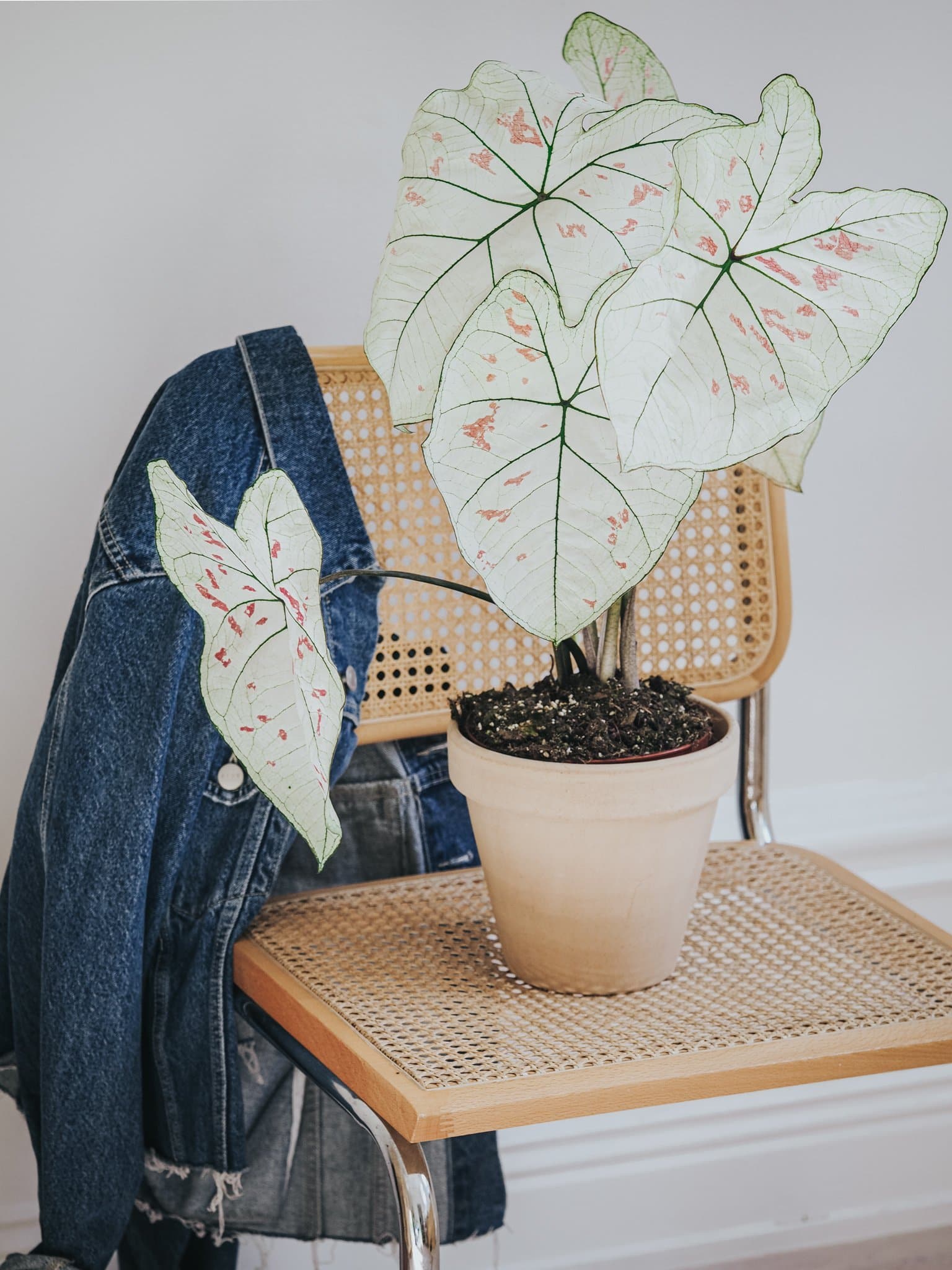 Caladium Strawberry Star - Djungelrummet