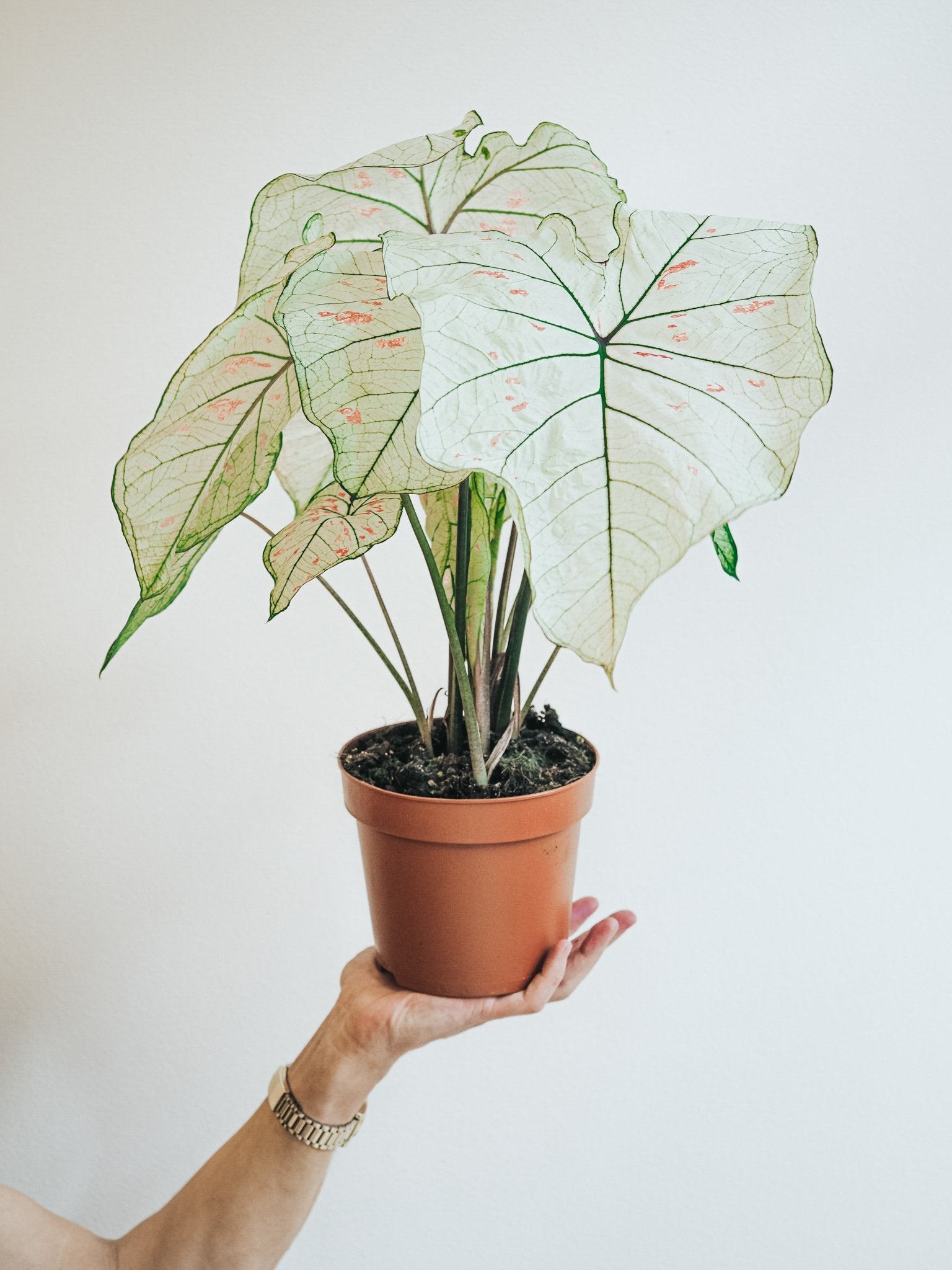 Caladium Strawberry Star - Plantredo