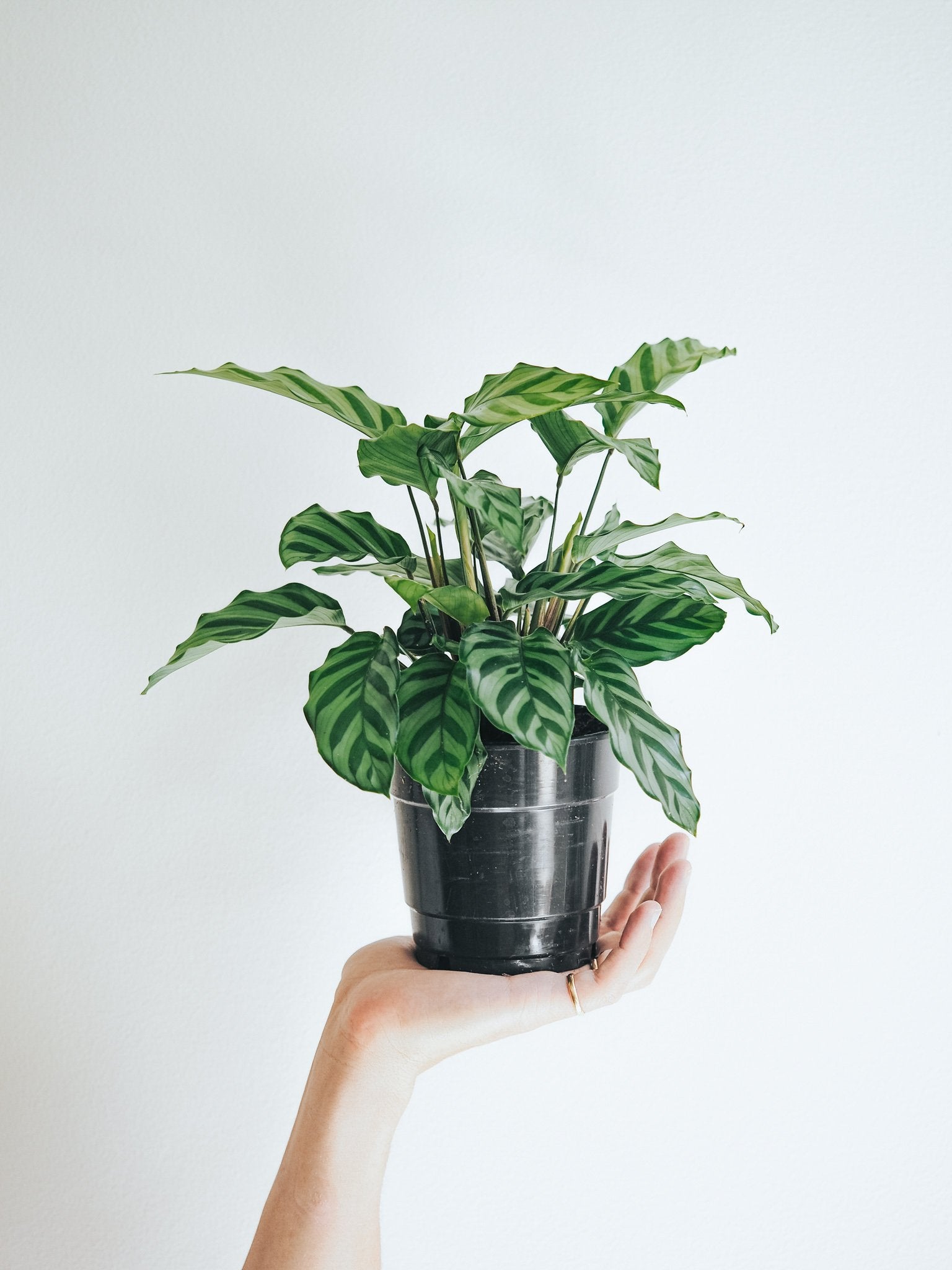 Calathea Freddie - Plantredo