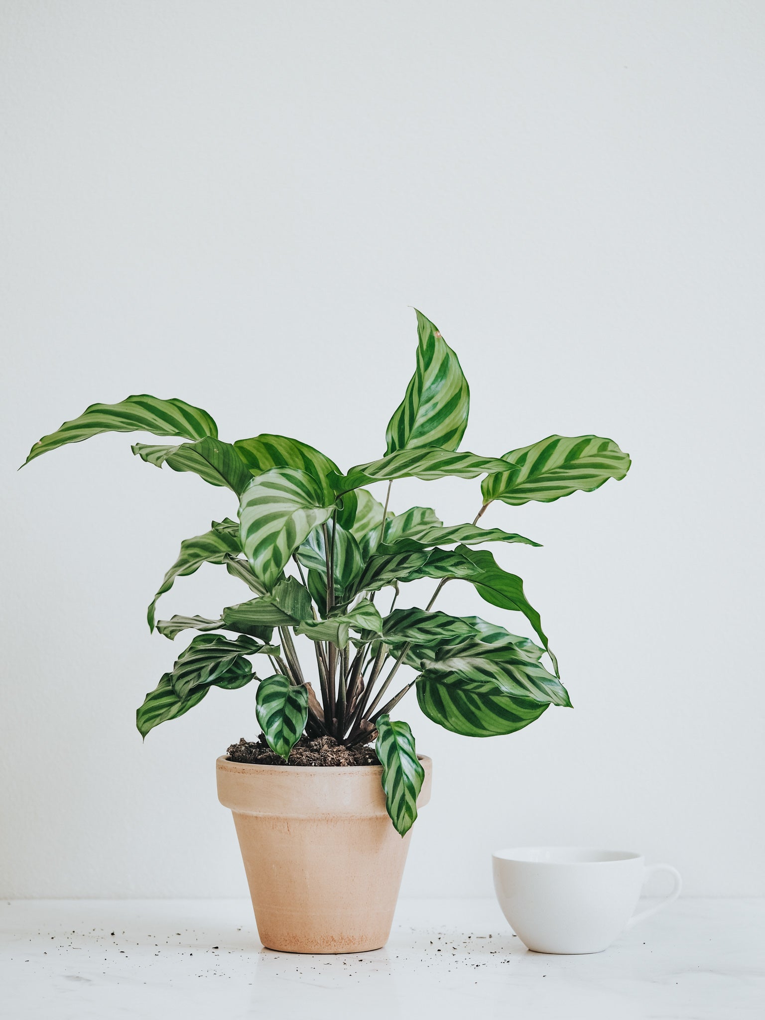 Calathea Freddie - Plantredo