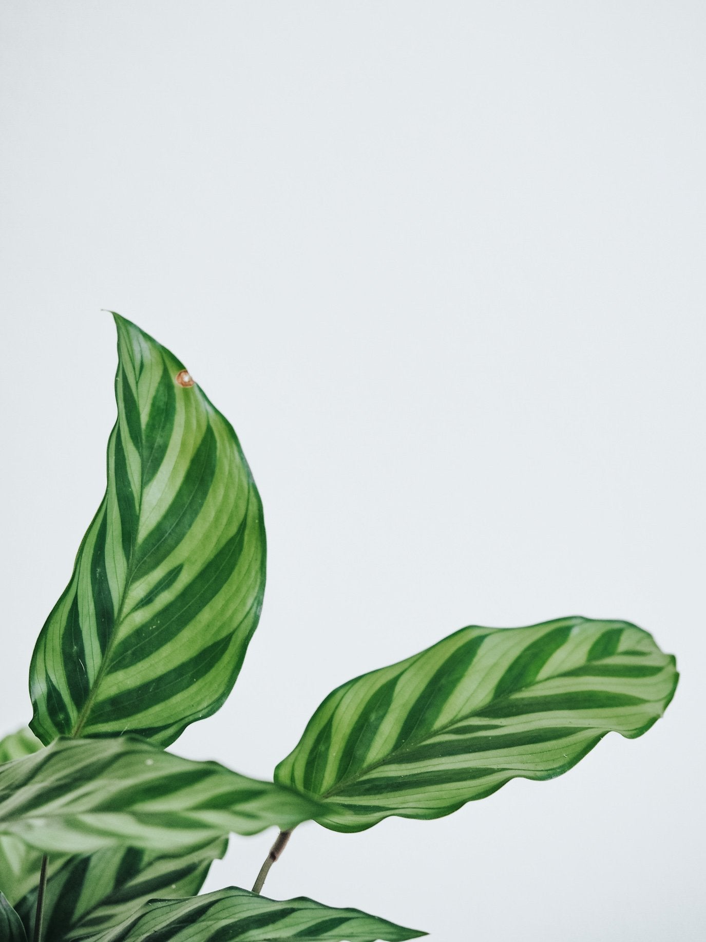 Calathea Freddie - Plantredo