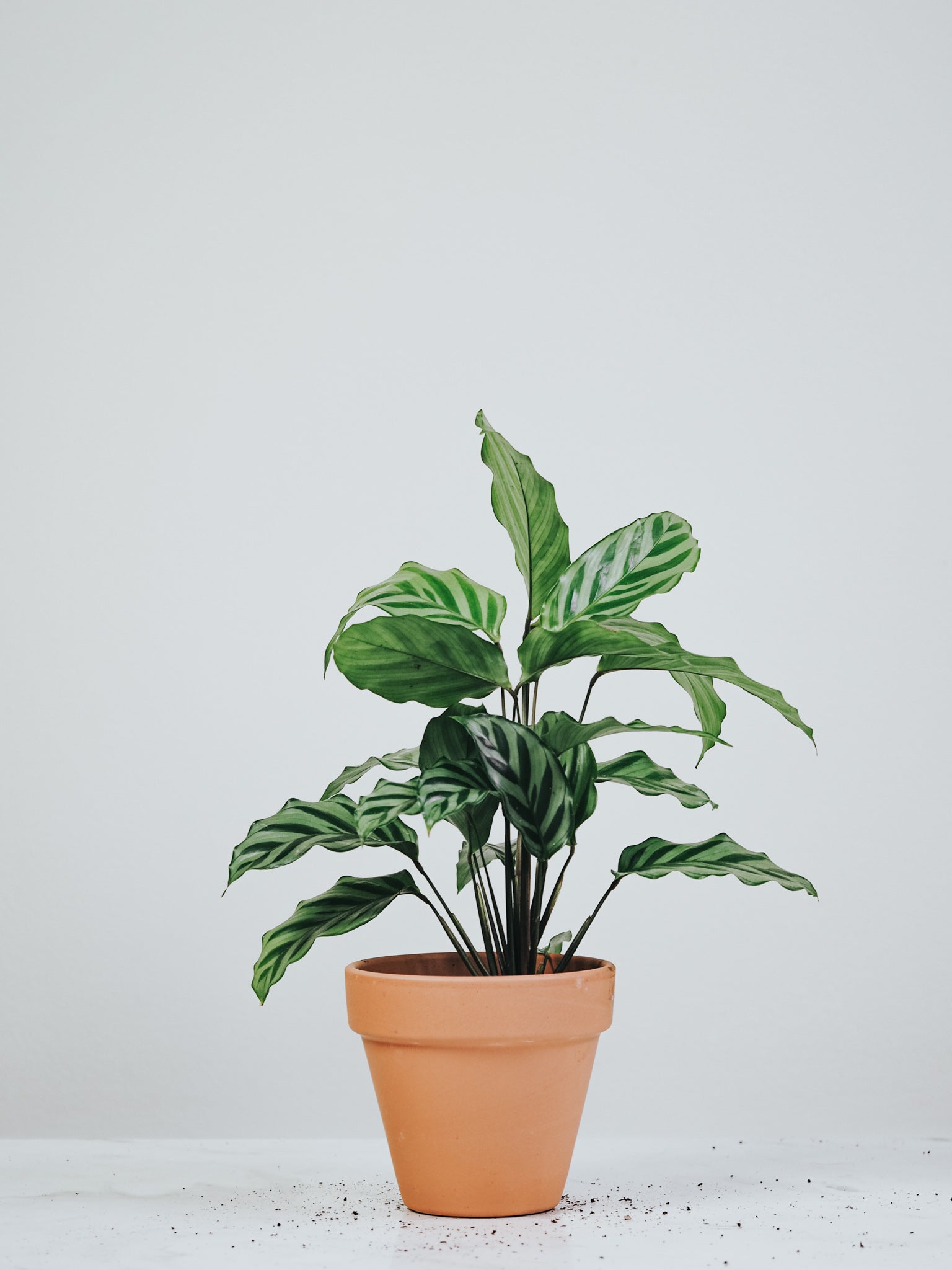 Calathea Freddie - Plantredo