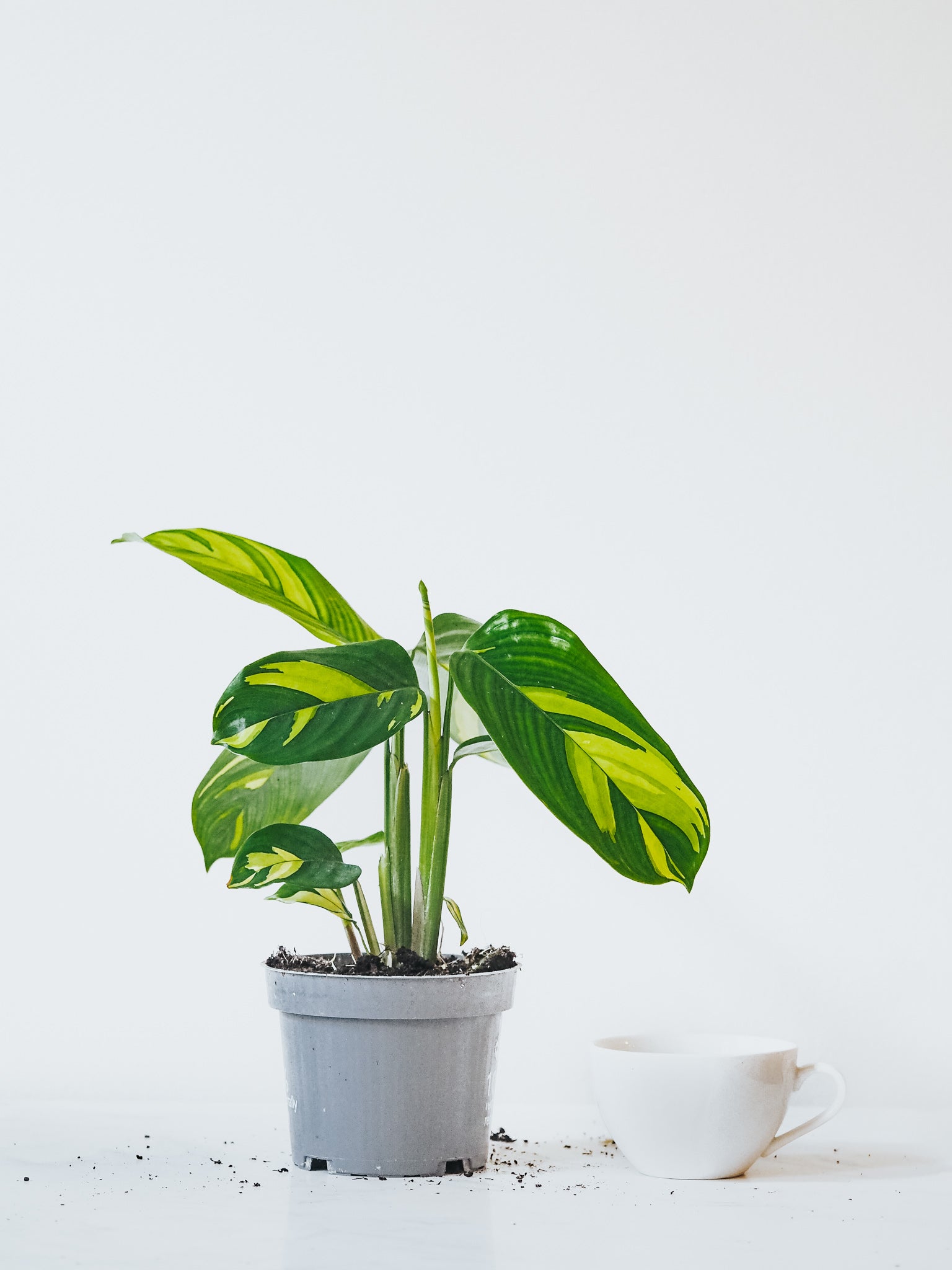 Calathea Golden Mosaic - Plantredo