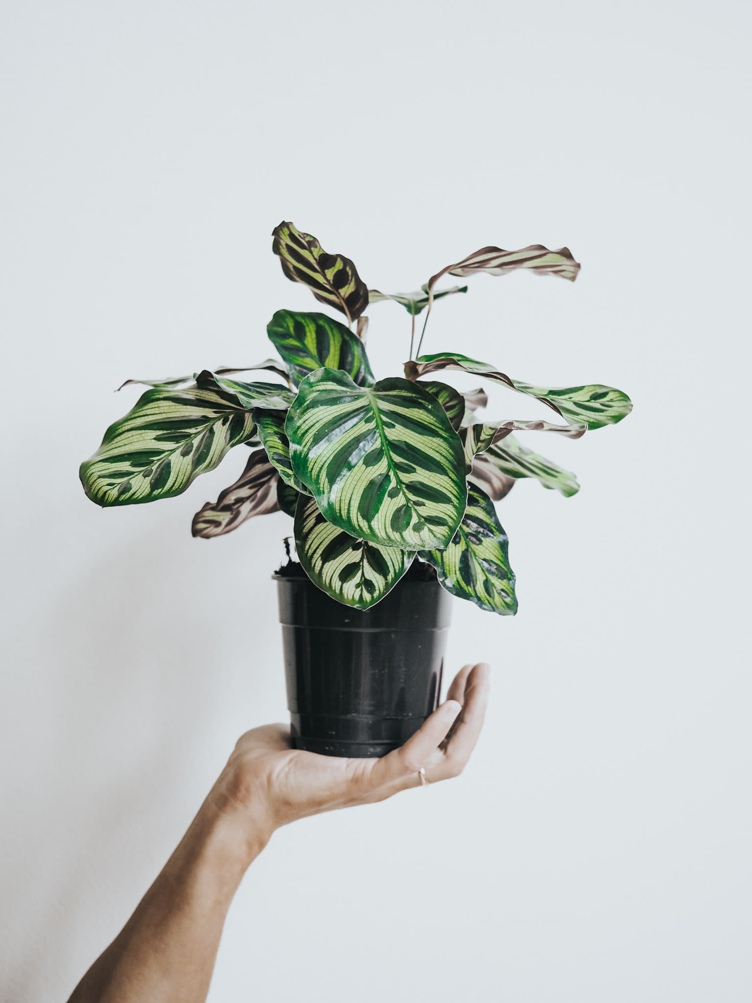 Calathea Makoyana - Djungelrummet