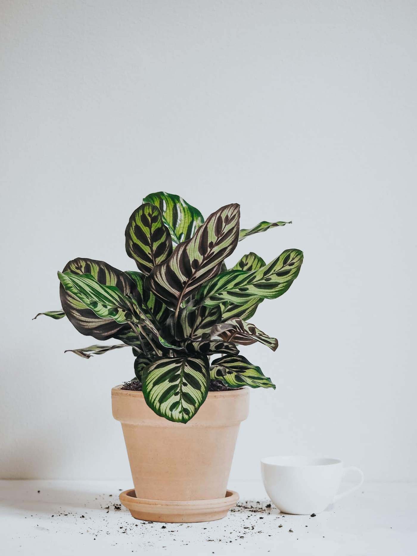 Calathea Makoyana - Plantredo