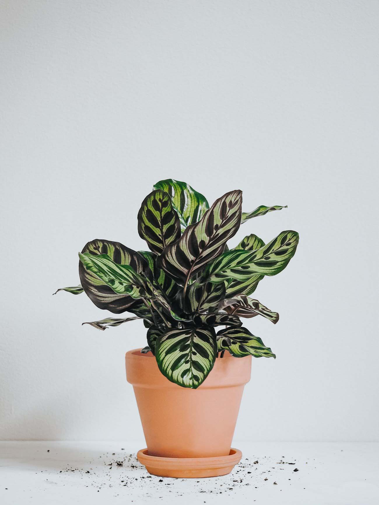 Calathea Makoyana - Plantredo