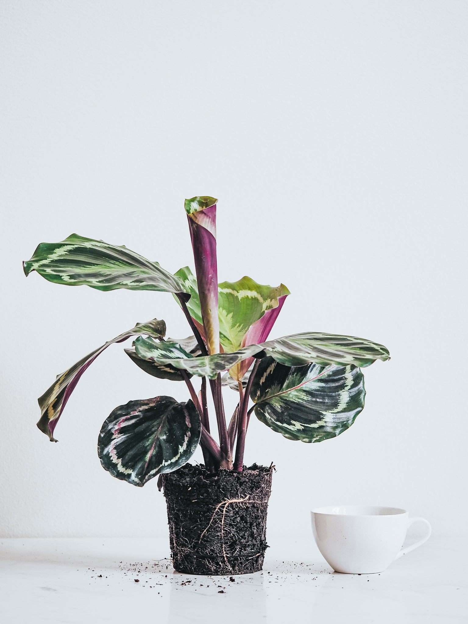 Calathea Medallion - Plantredo