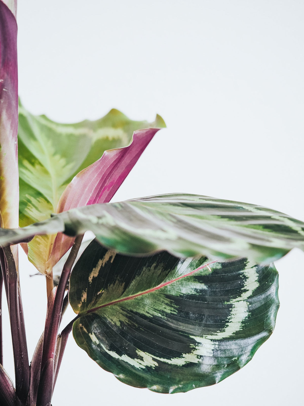 Calathea Medallion - Plantredo