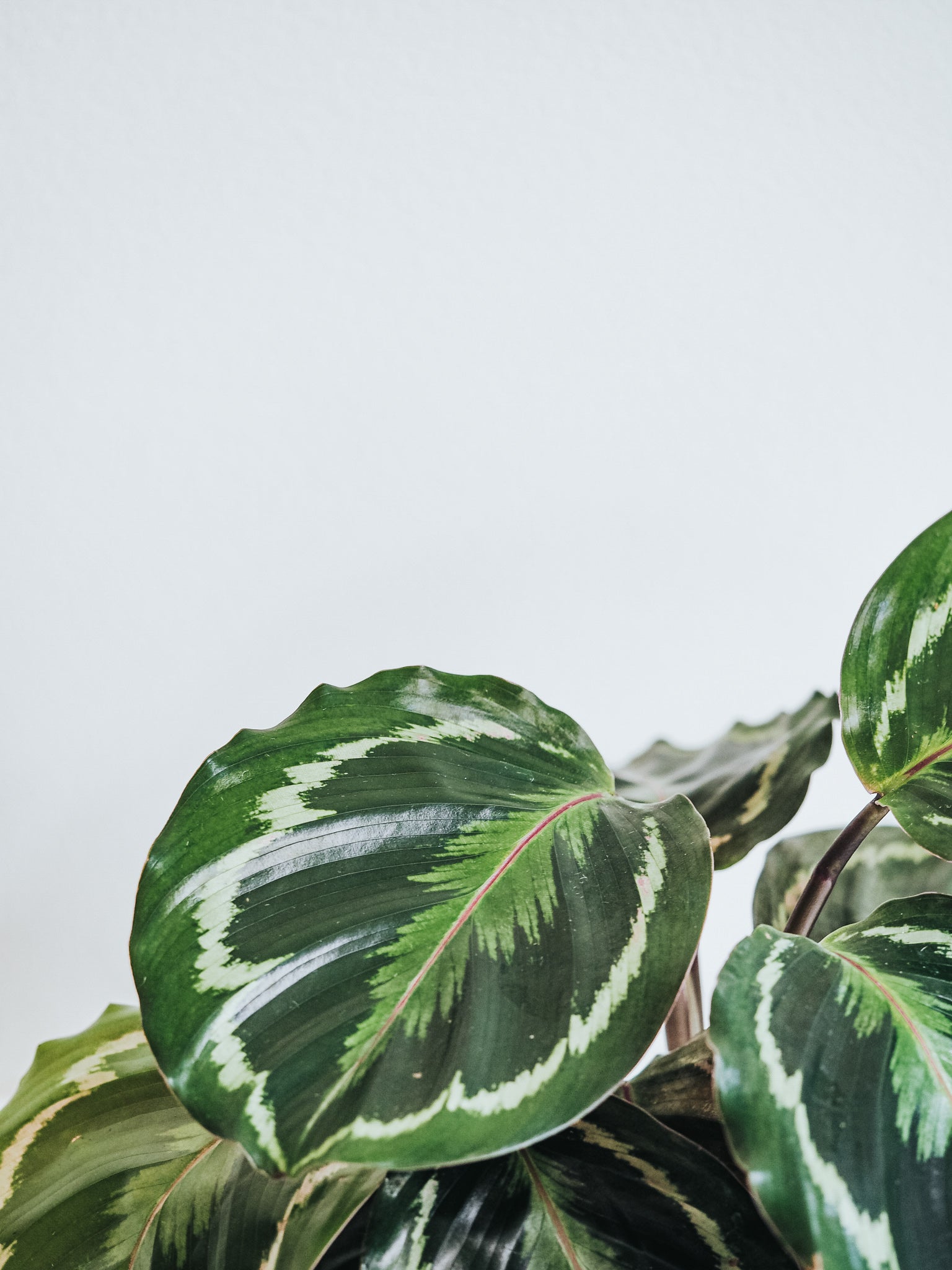 Calathea Medallion - Plantredo