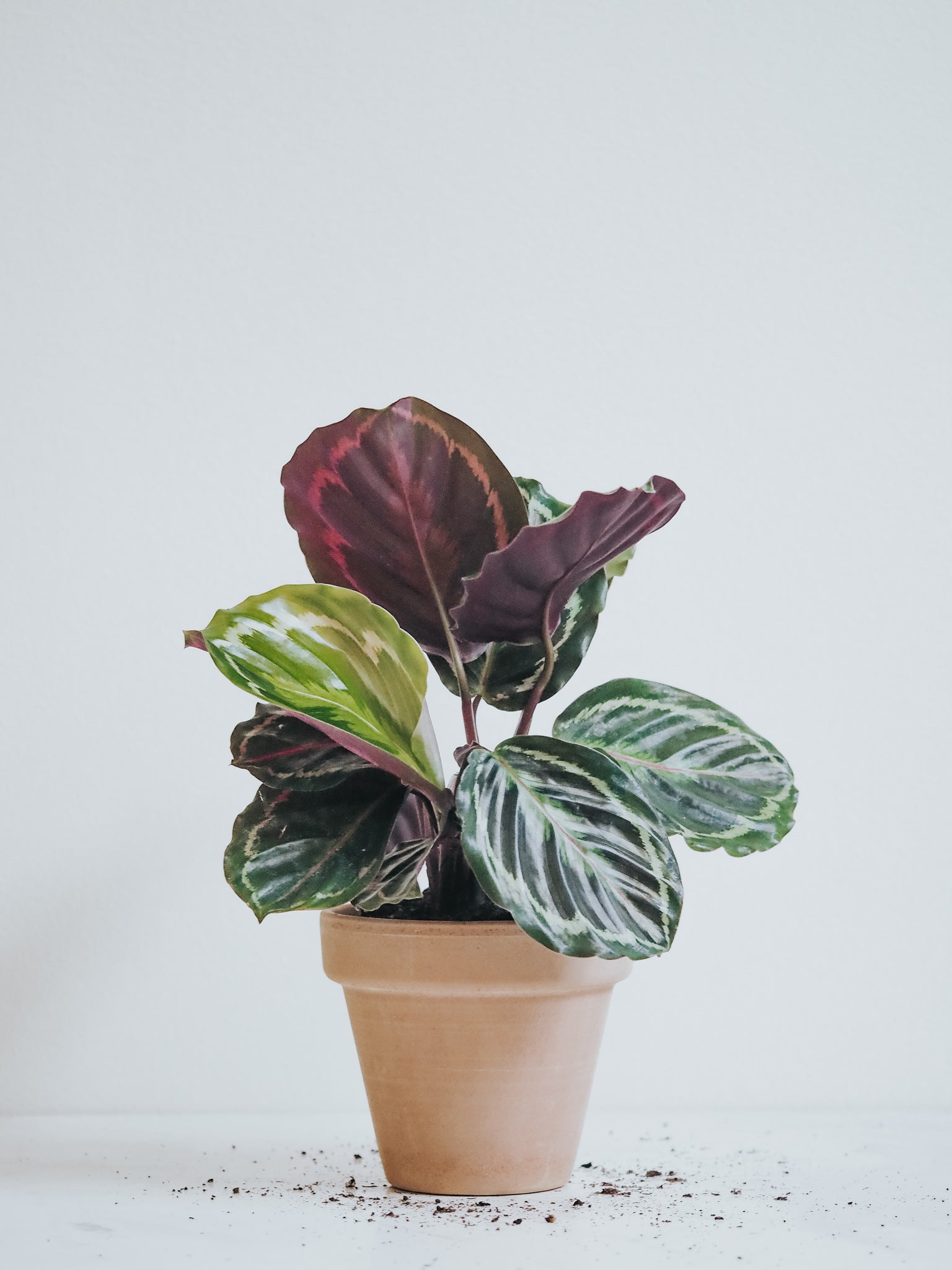 Calathea Medallion - Plantredo
