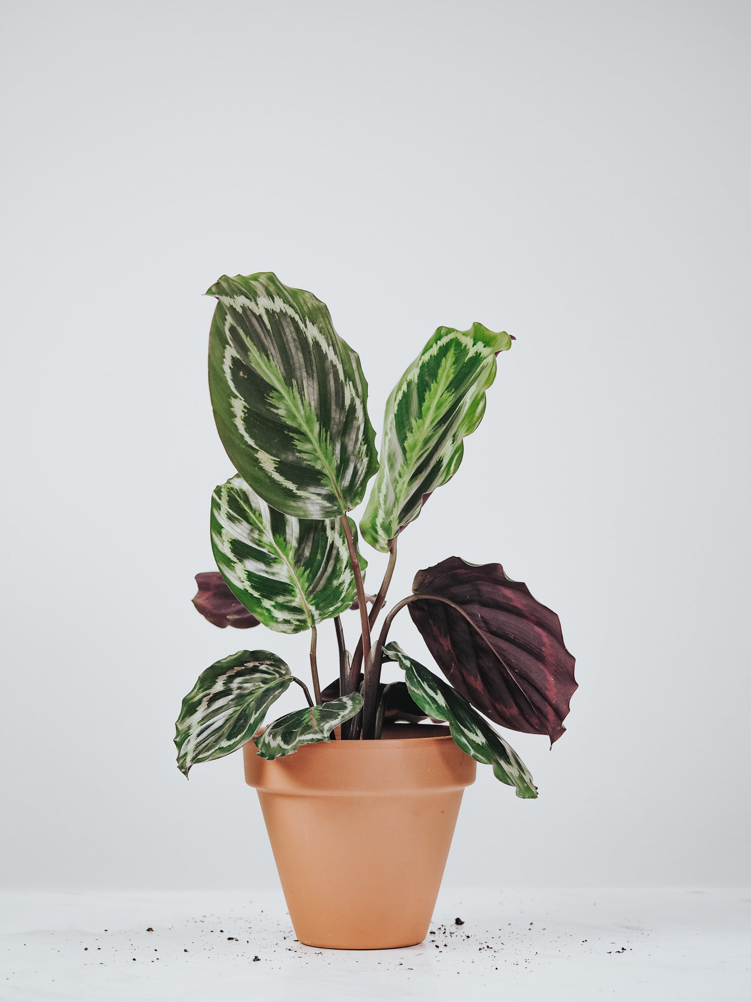 Calathea Medallion - Plantredo