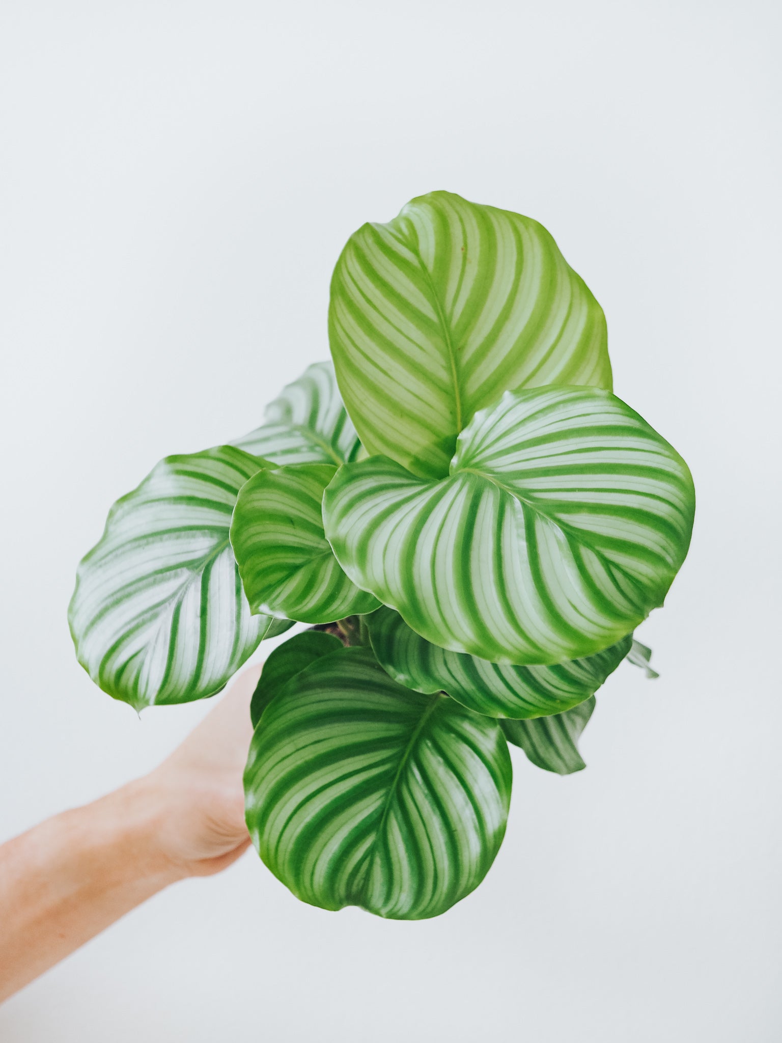 Calathea Orbifolia - Plantredo