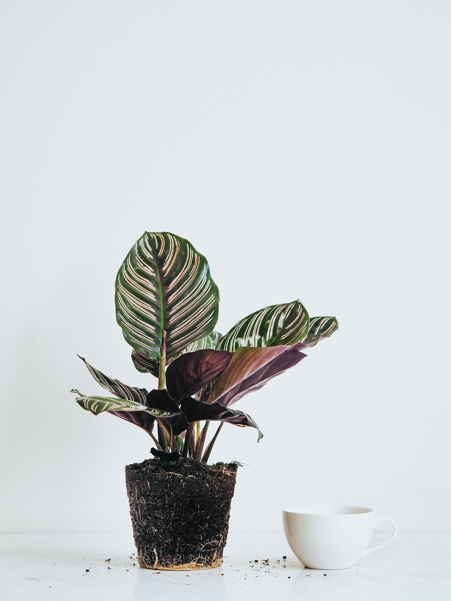 Calathea Ornata - Plantredo