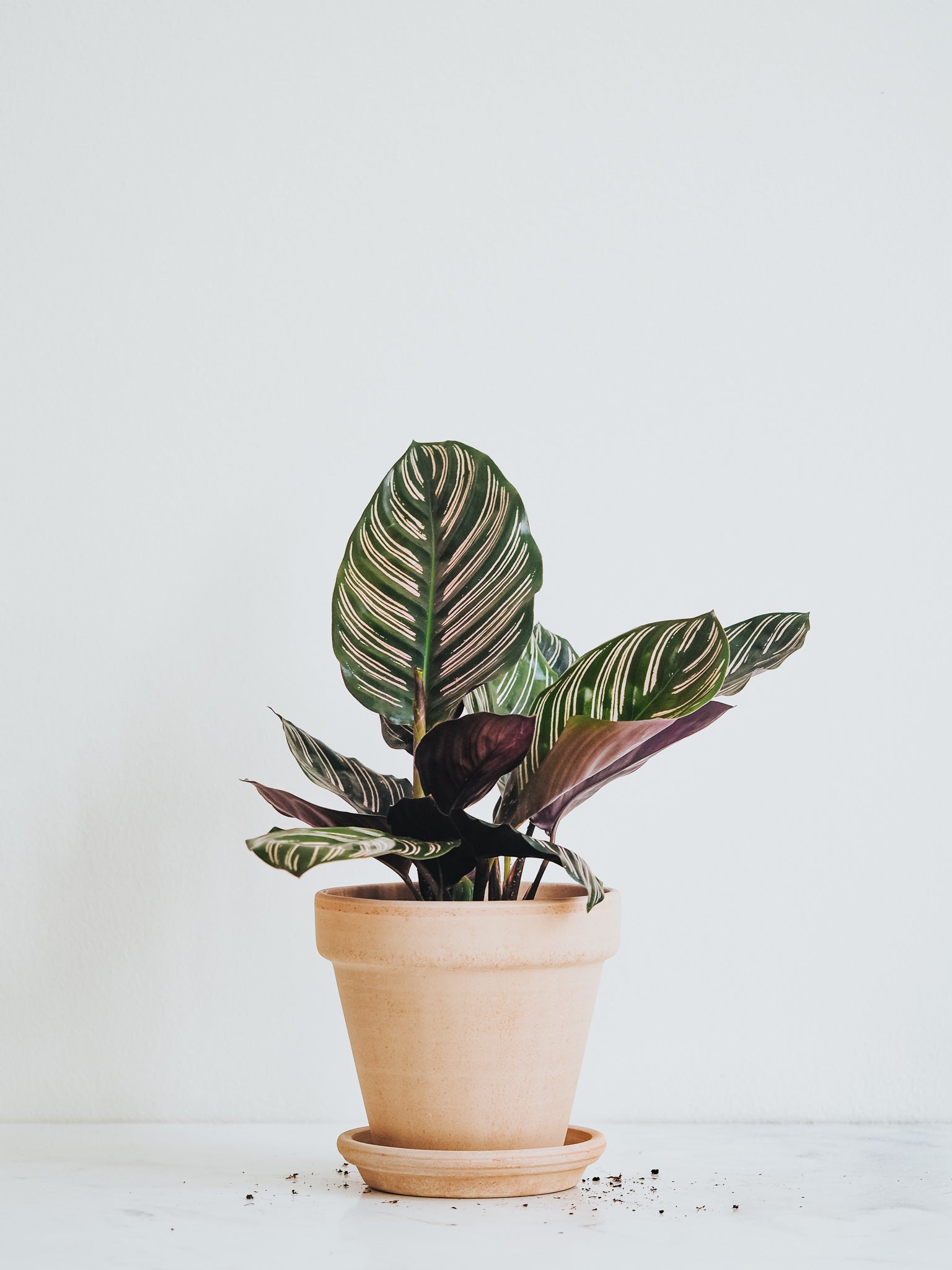 Calathea Ornata - Plantredo
