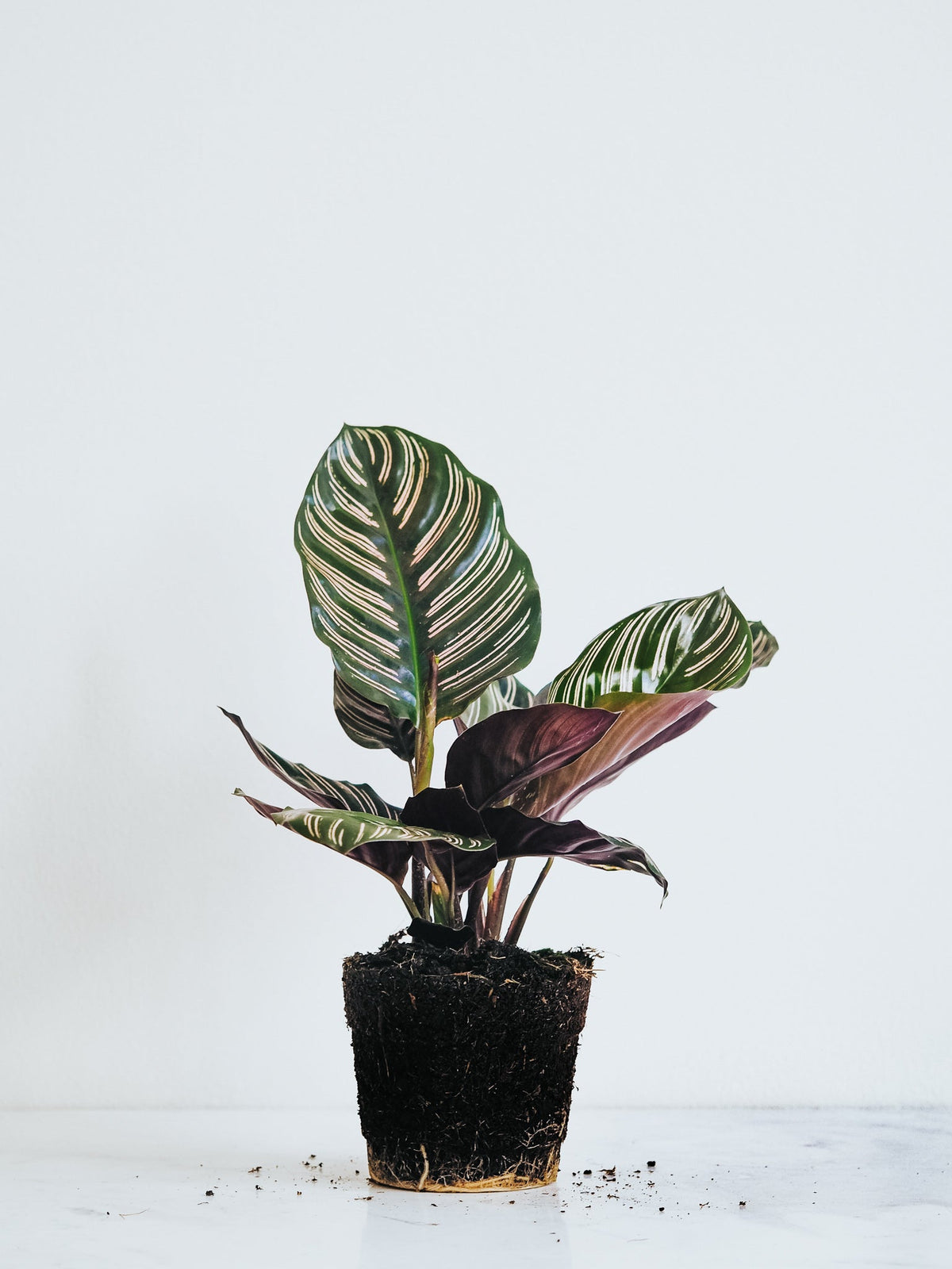 Calathea Ornata - Plantredo
