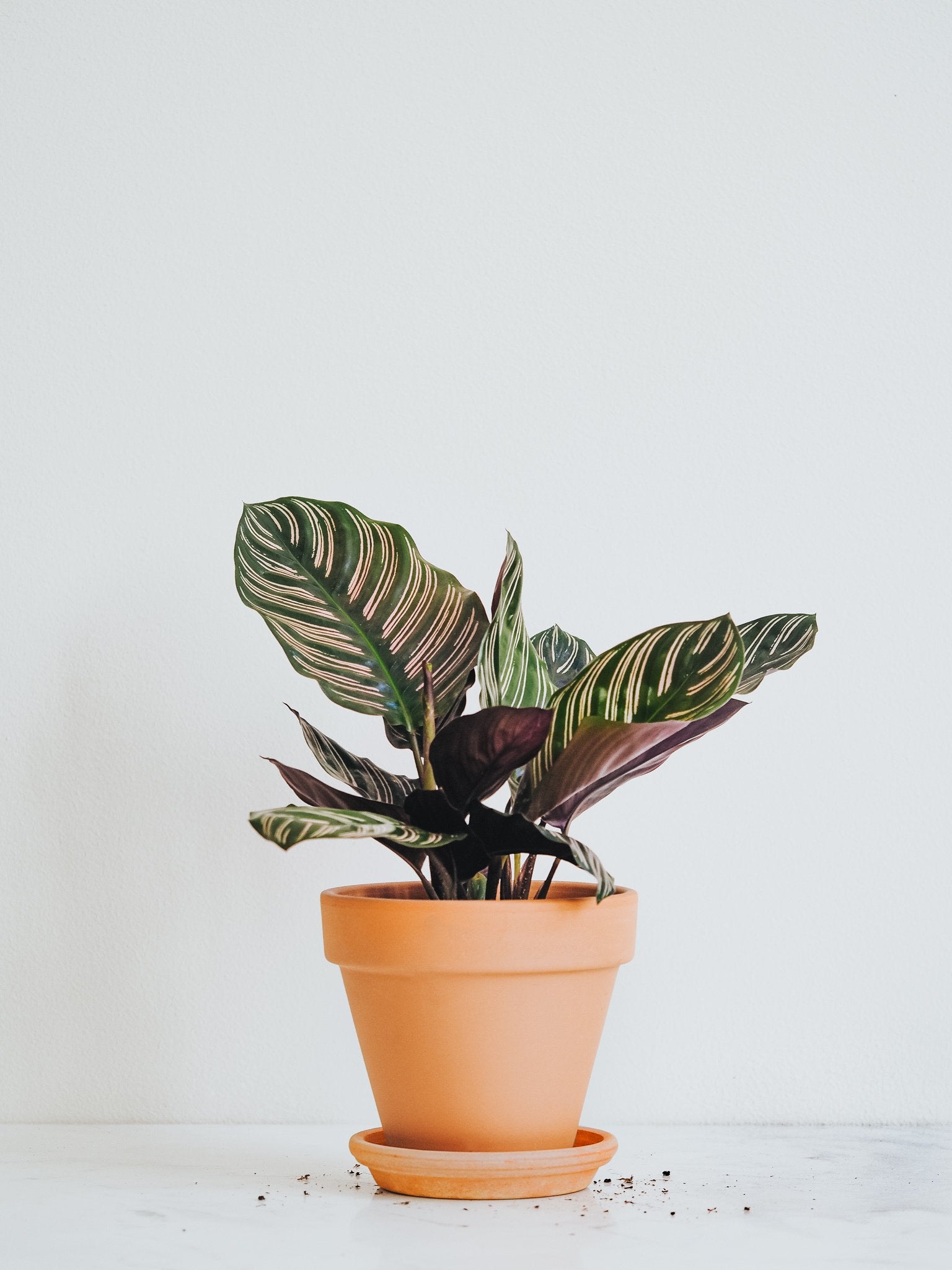 Calathea Ornata - Plantredo