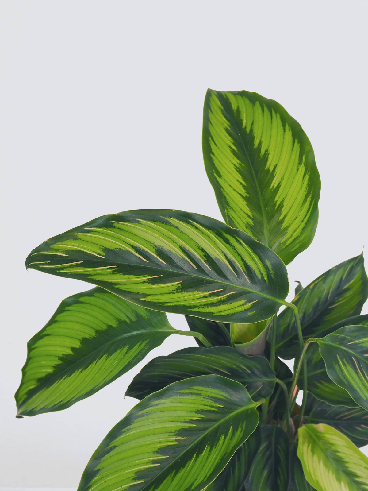 Calathea ’Pinstripe’ - Plantredo