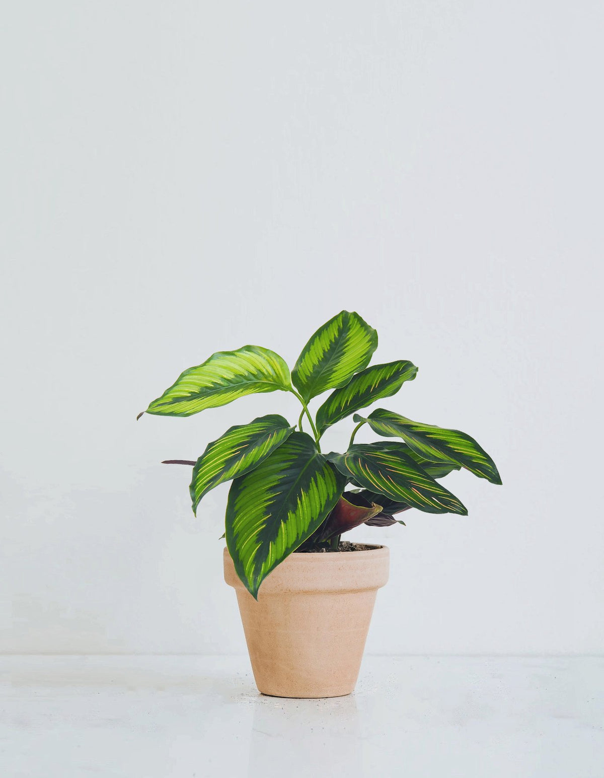 Calathea ’Pinstripe’ - Plantredo