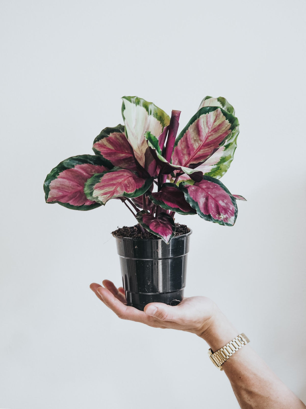 Calathea Rosy - Plantredo