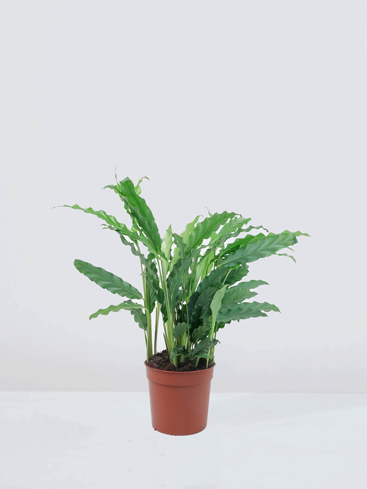 Calathea Rufibarba - Plantredo